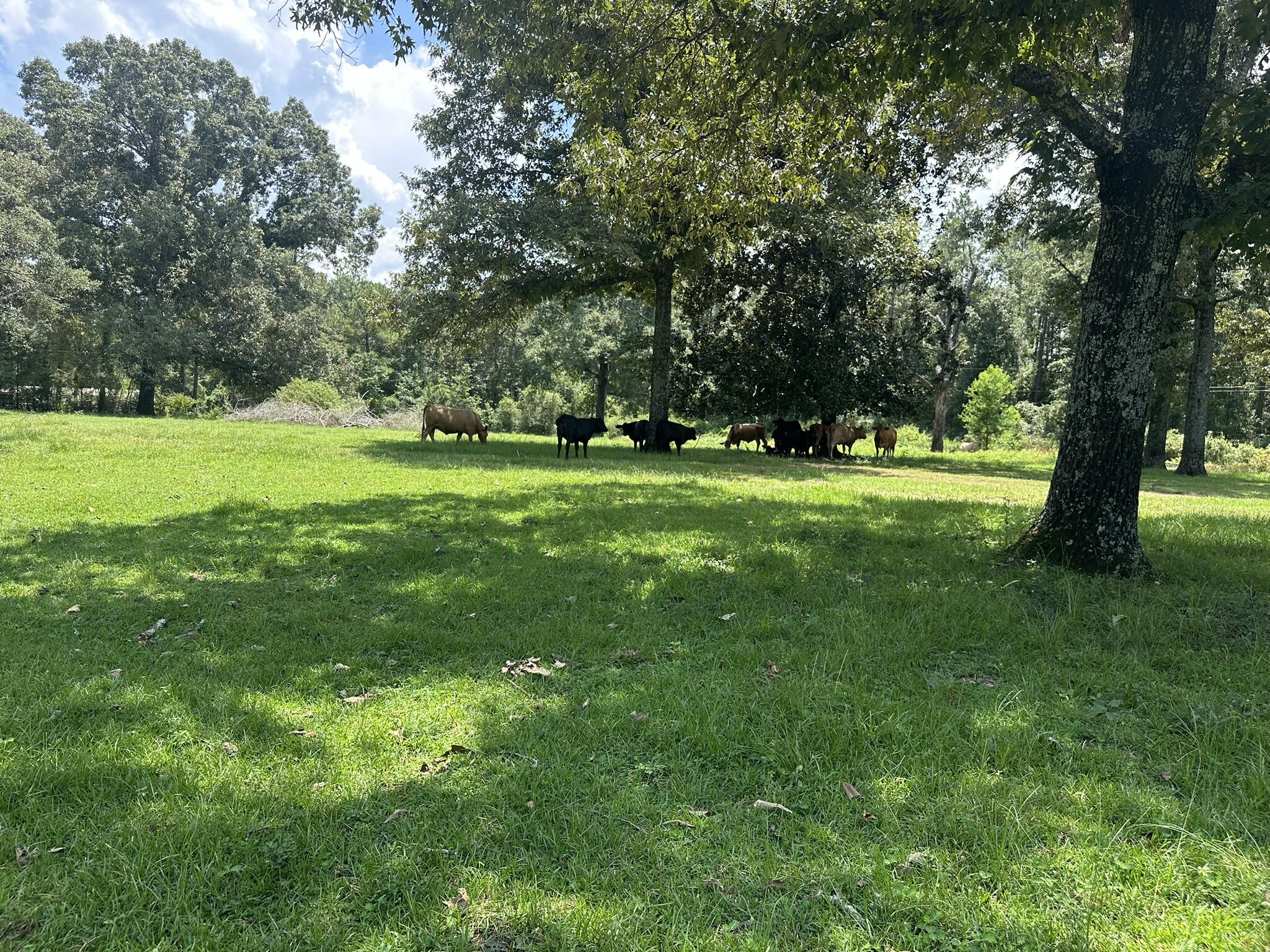 Lot 5 Bullard Road Milton, FL 32570 - Photo 2 of 10 IMG_1610