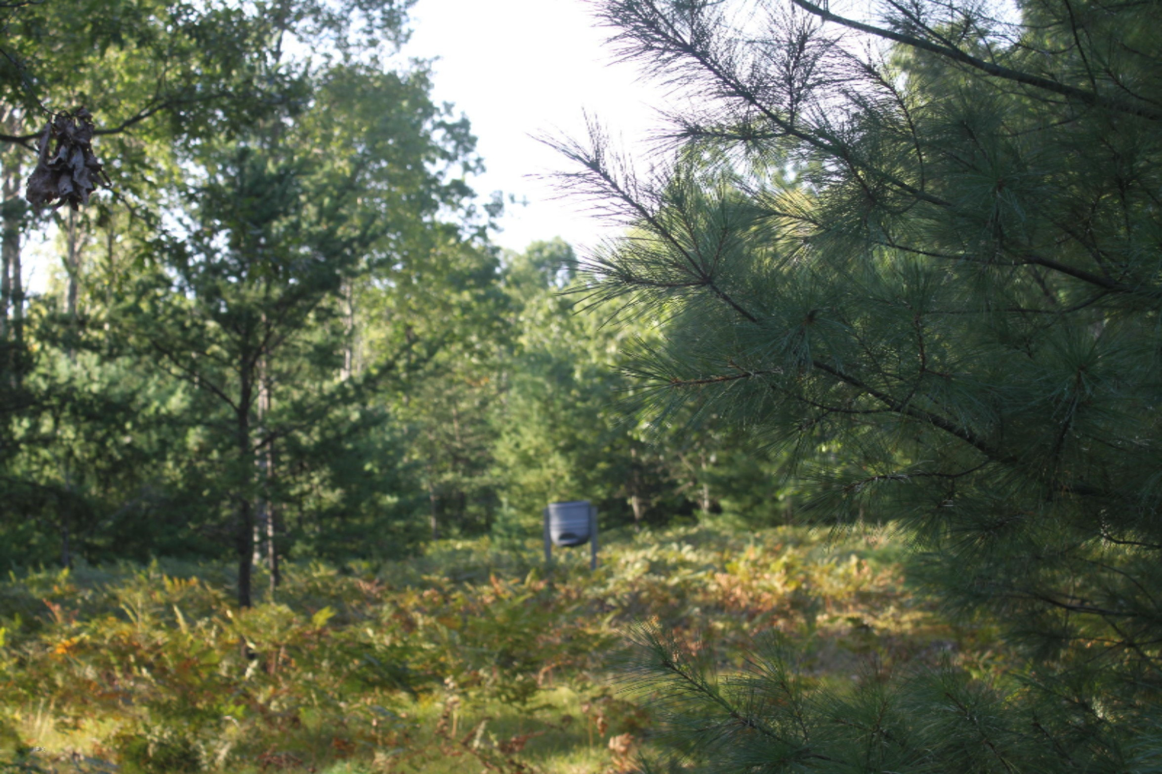 8436 Forest Service Road Irons, MI 49644 - Photo 13 of 36 IMG_8426
