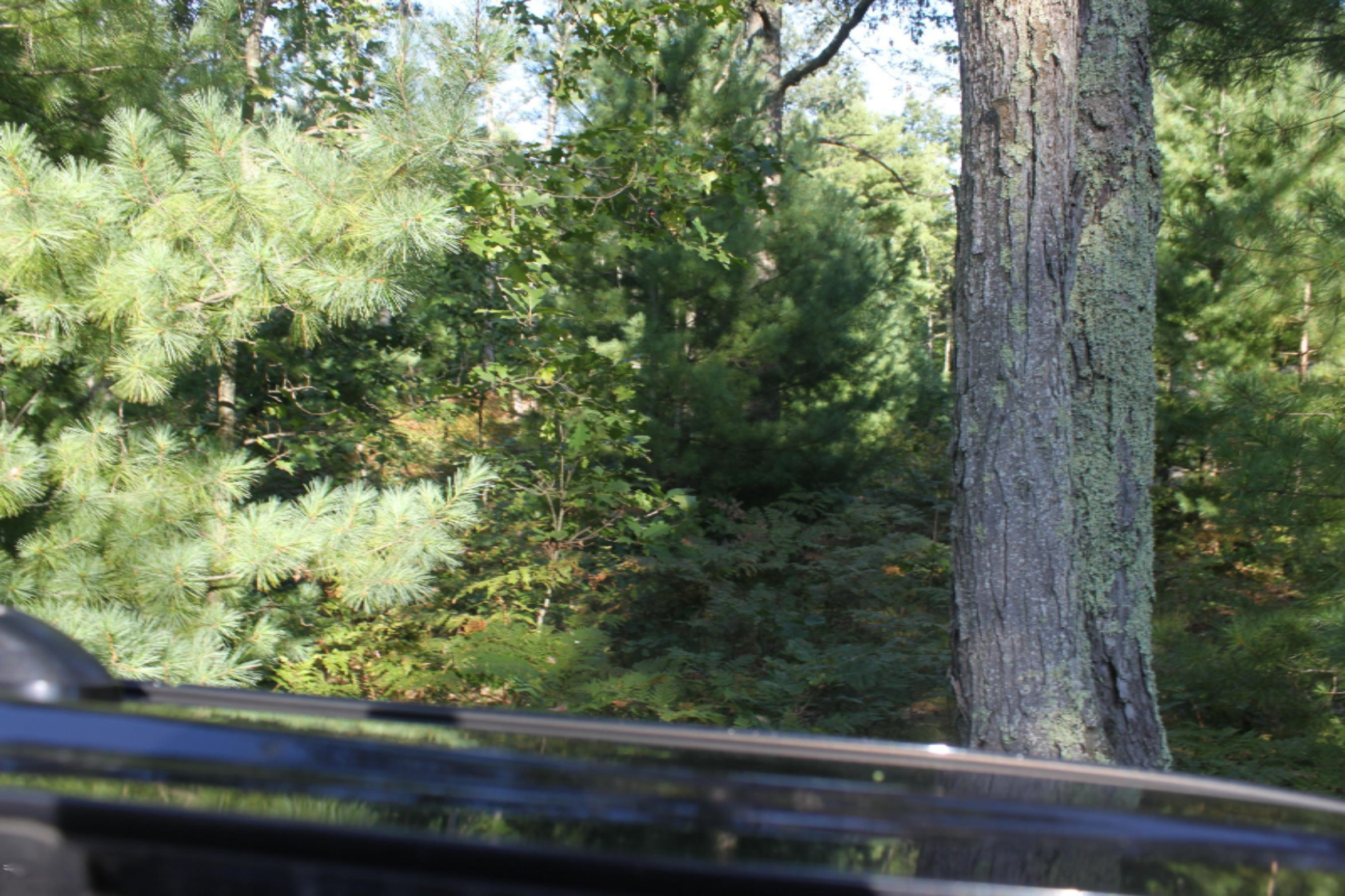 8436 Forest Service Road Irons, MI 49644 - Photo 19 of 36 IMG_8410