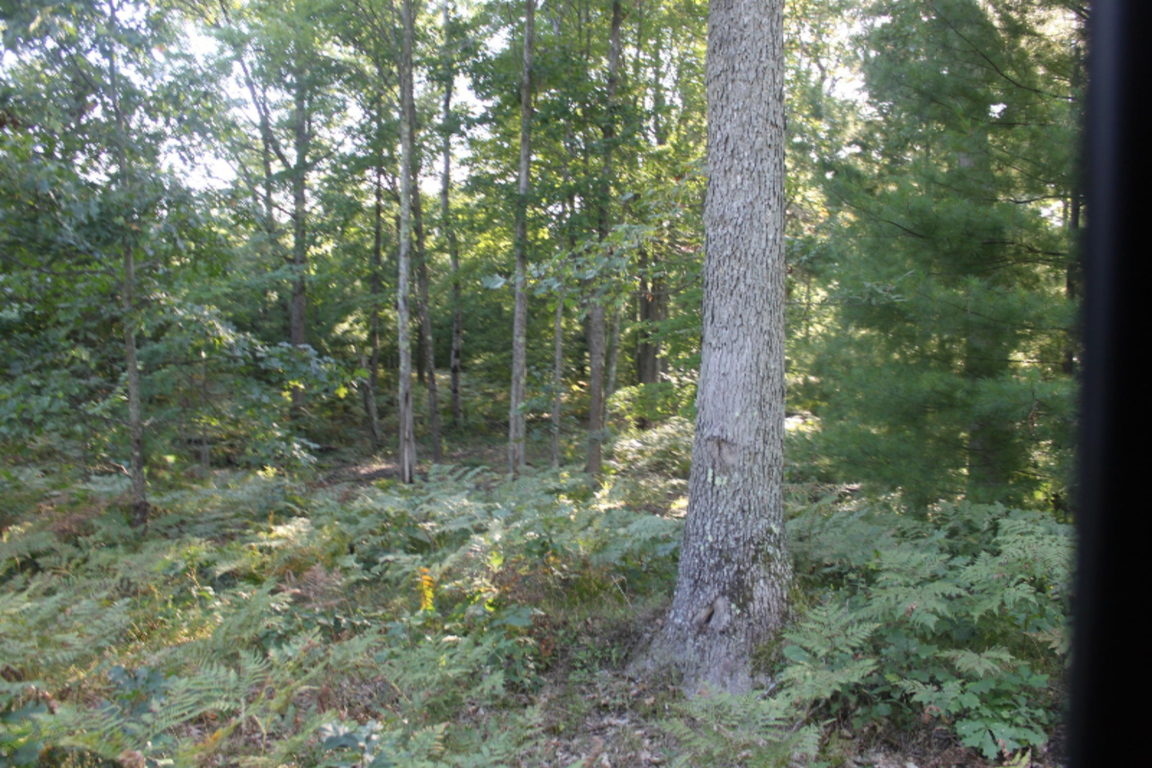 8436 Forest Service Road Irons, MI 49644 - Photo 20 of 36 IMG_8411
