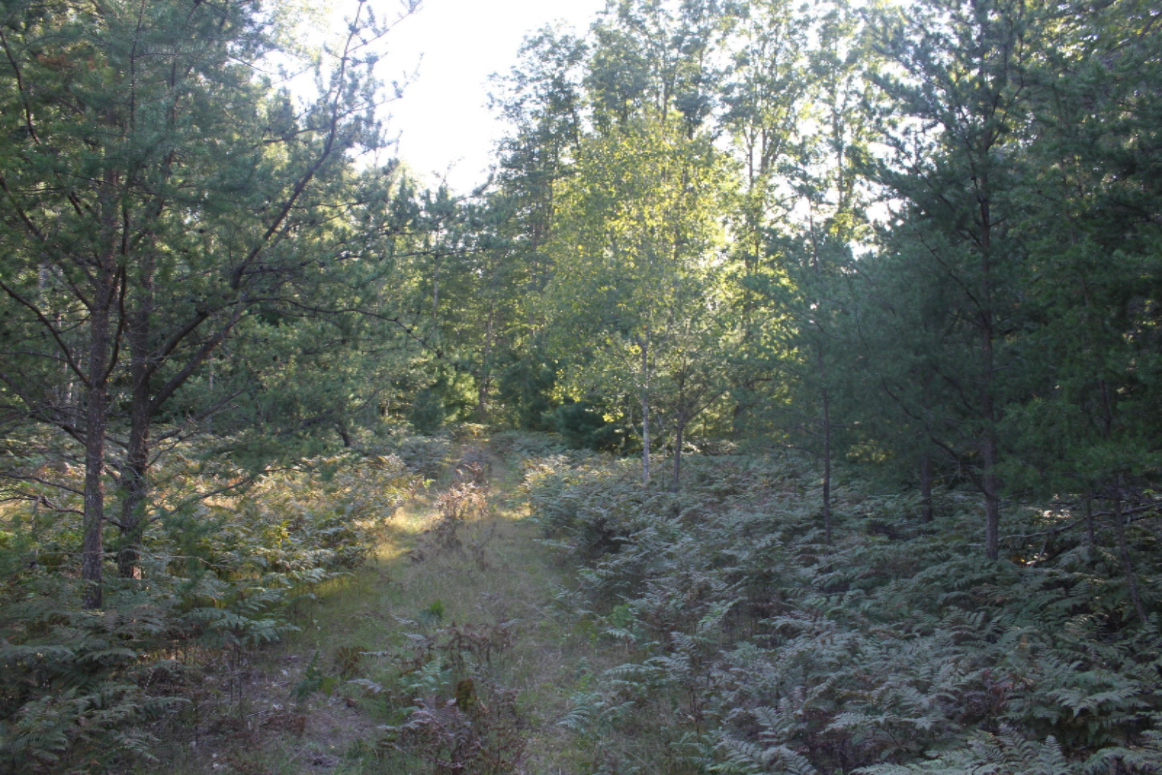 8436 Forest Service Road Irons, MI 49644 - Photo 21 of 36 IMG_8413