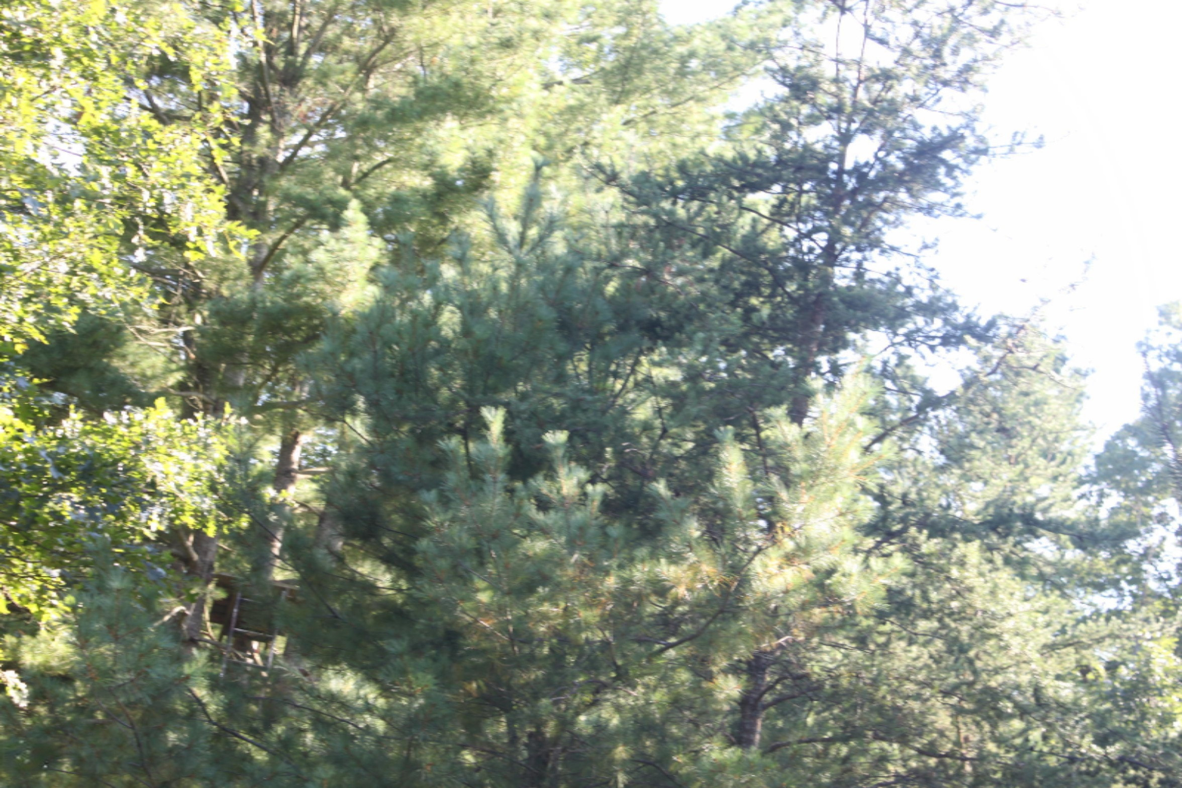 8436 Forest Service Road Irons, MI 49644 - Photo 27 of 36 IMG_8424