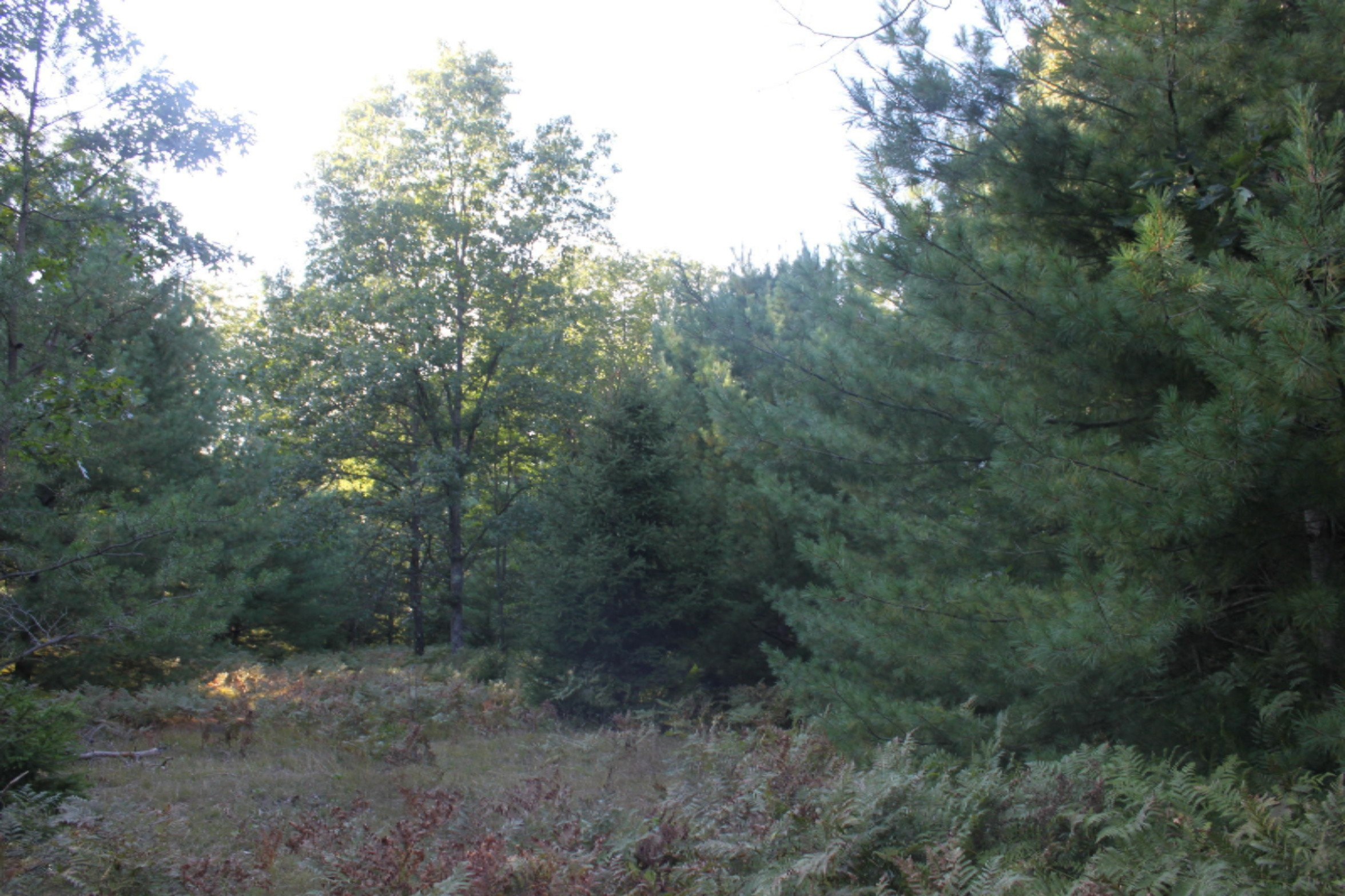 8436 Forest Service Road Irons, MI 49644 - Photo 29 of 36 IMG_8433