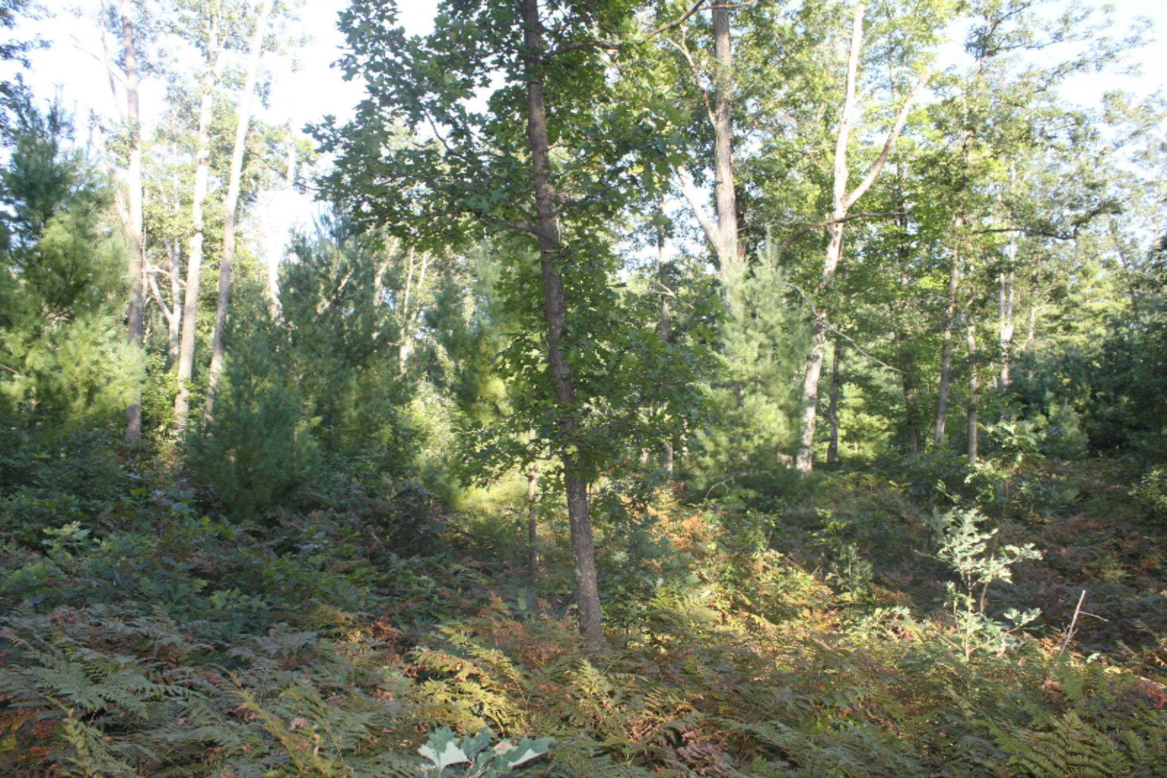 8436 Forest Service Road Irons, MI 49644 - Photo 31 of 36 IMG_8438