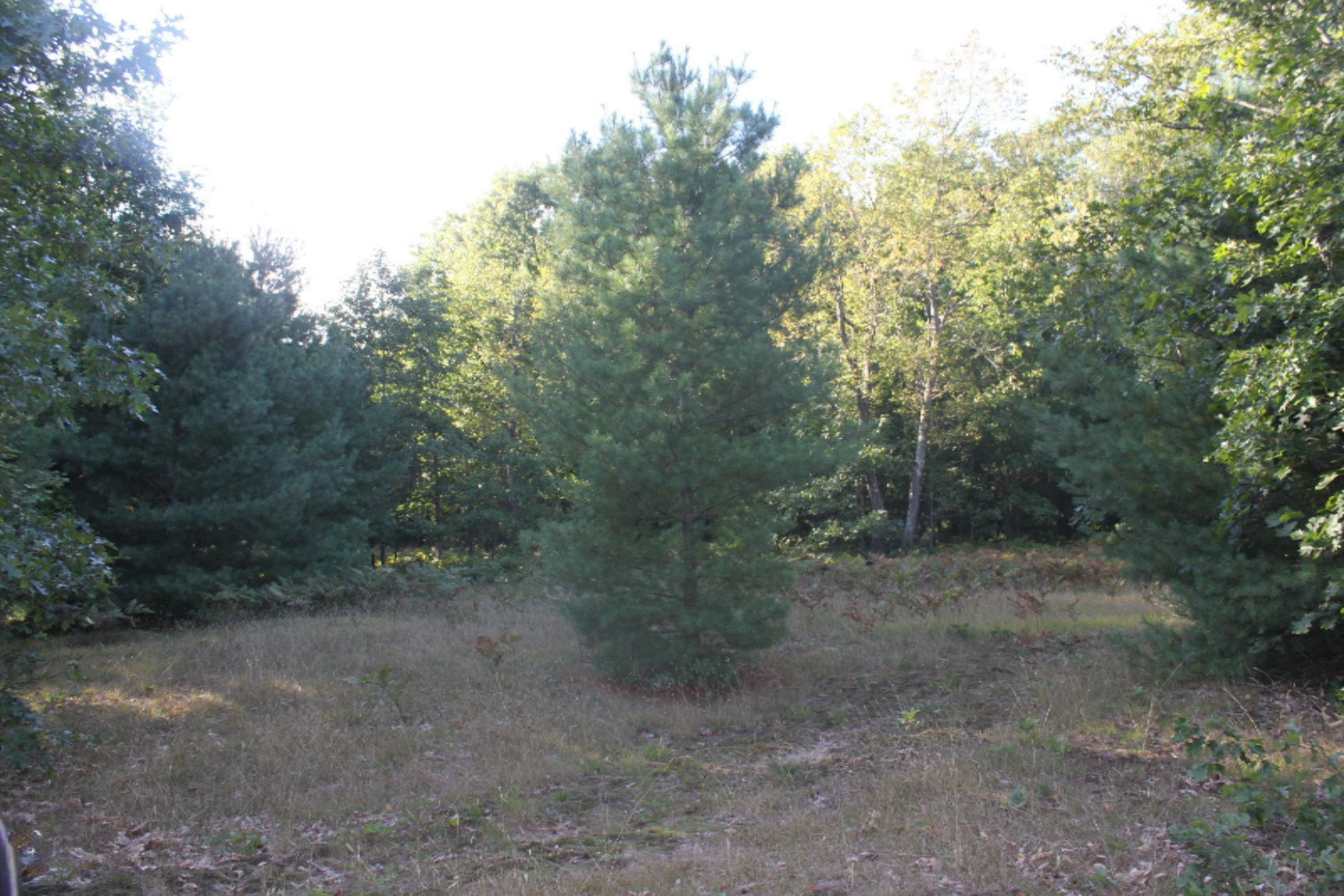 8436 Forest Service Road Irons, MI 49644 - Photo 6 of 36 IMG_8431