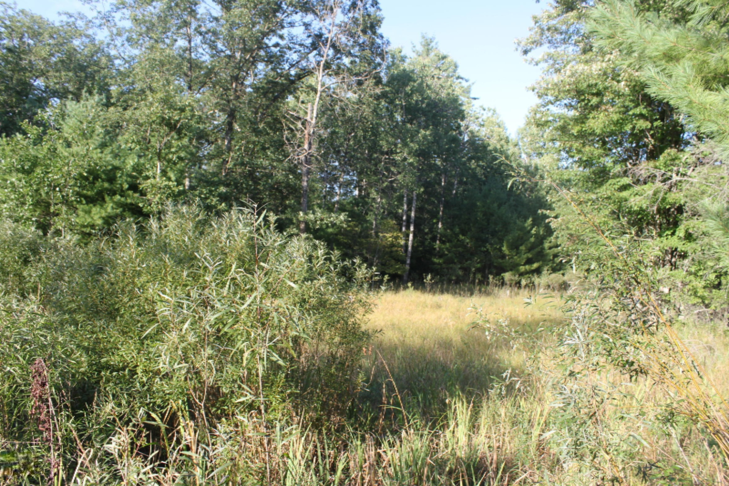 8436 Forest Service Road Irons, MI 49644 - Photo 8 of 36 IMG_8439