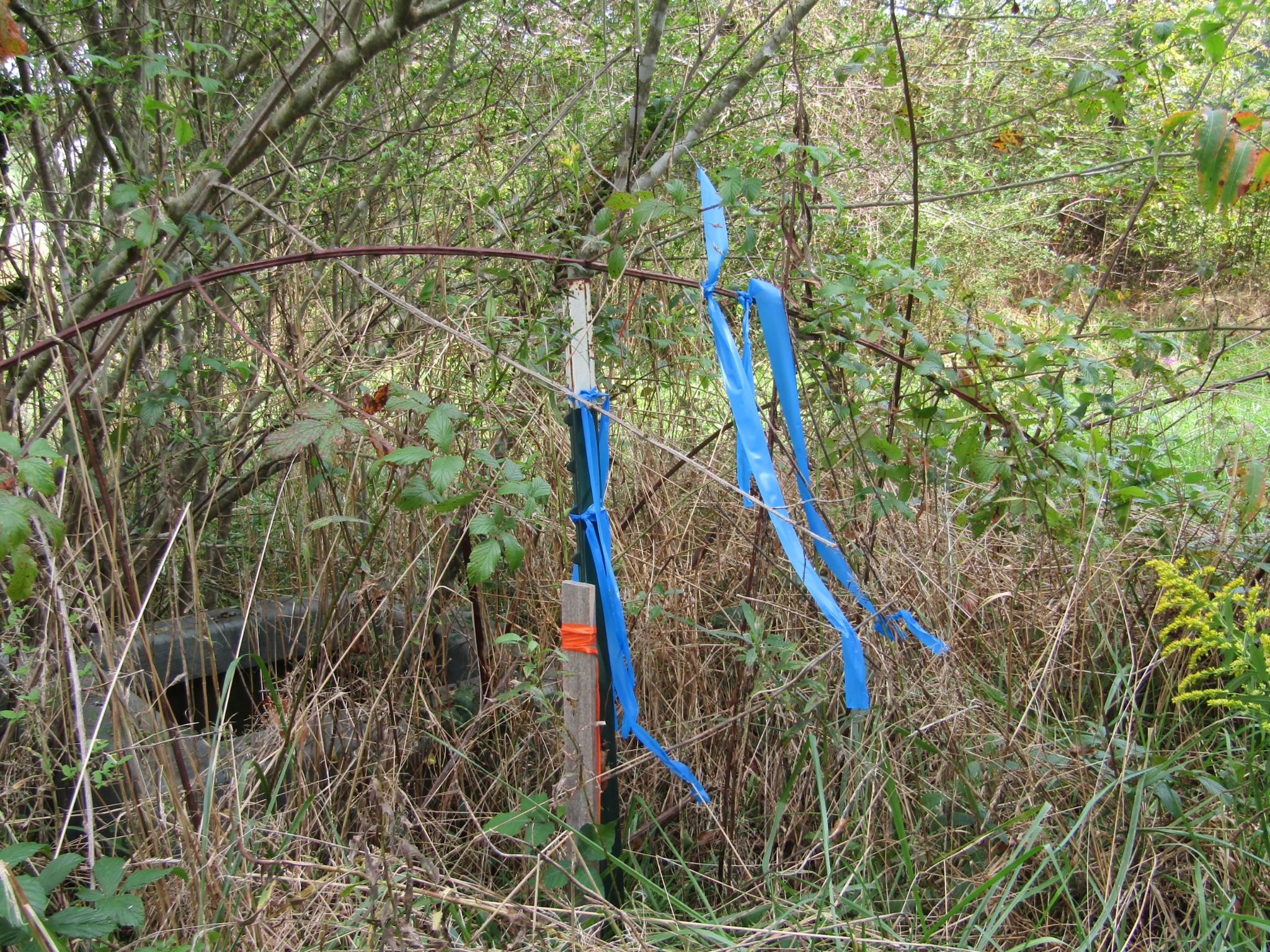 3 9 Hack Beaty Road Grimsley, TN 38565 - Photo 19 of 29