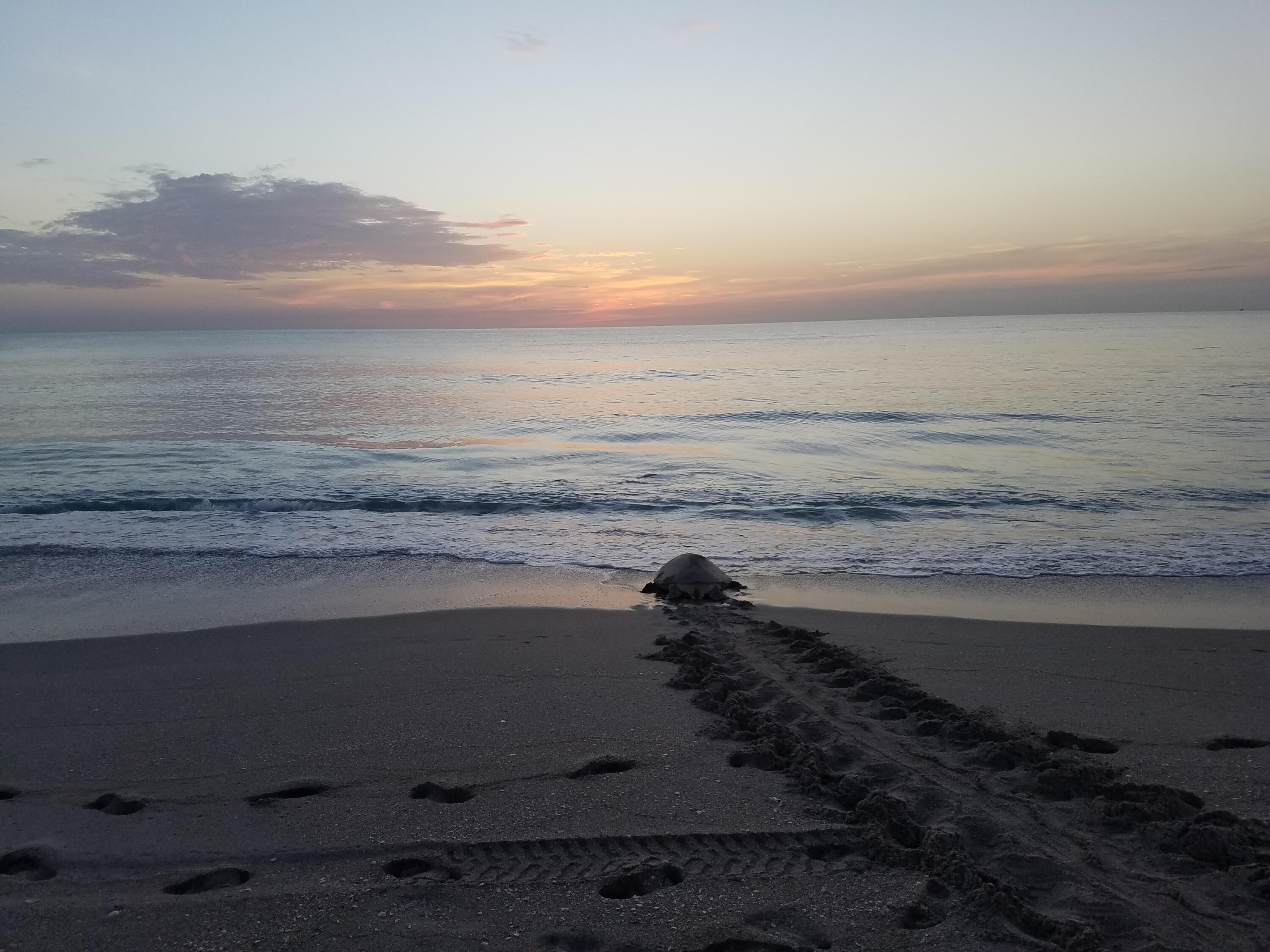 438 River Edge Road Jupiter, FL 33477 - Photo 80 of 80 Loggerhead Turtle on Jupiter Beach