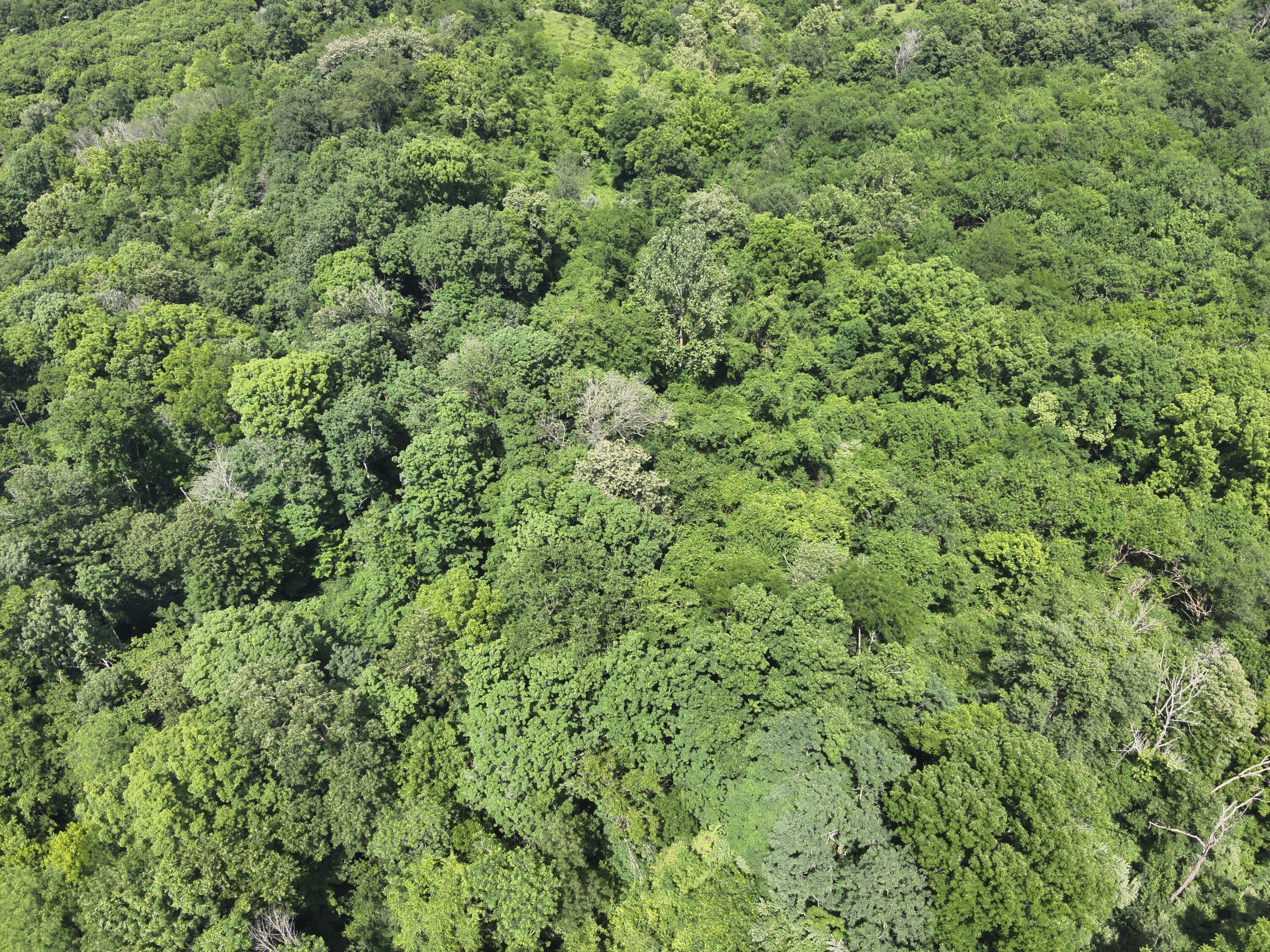113 Lee's Creek Road Dover, KY 41034 - Photo 26 of 30 DJI_20260529151732_0010_V