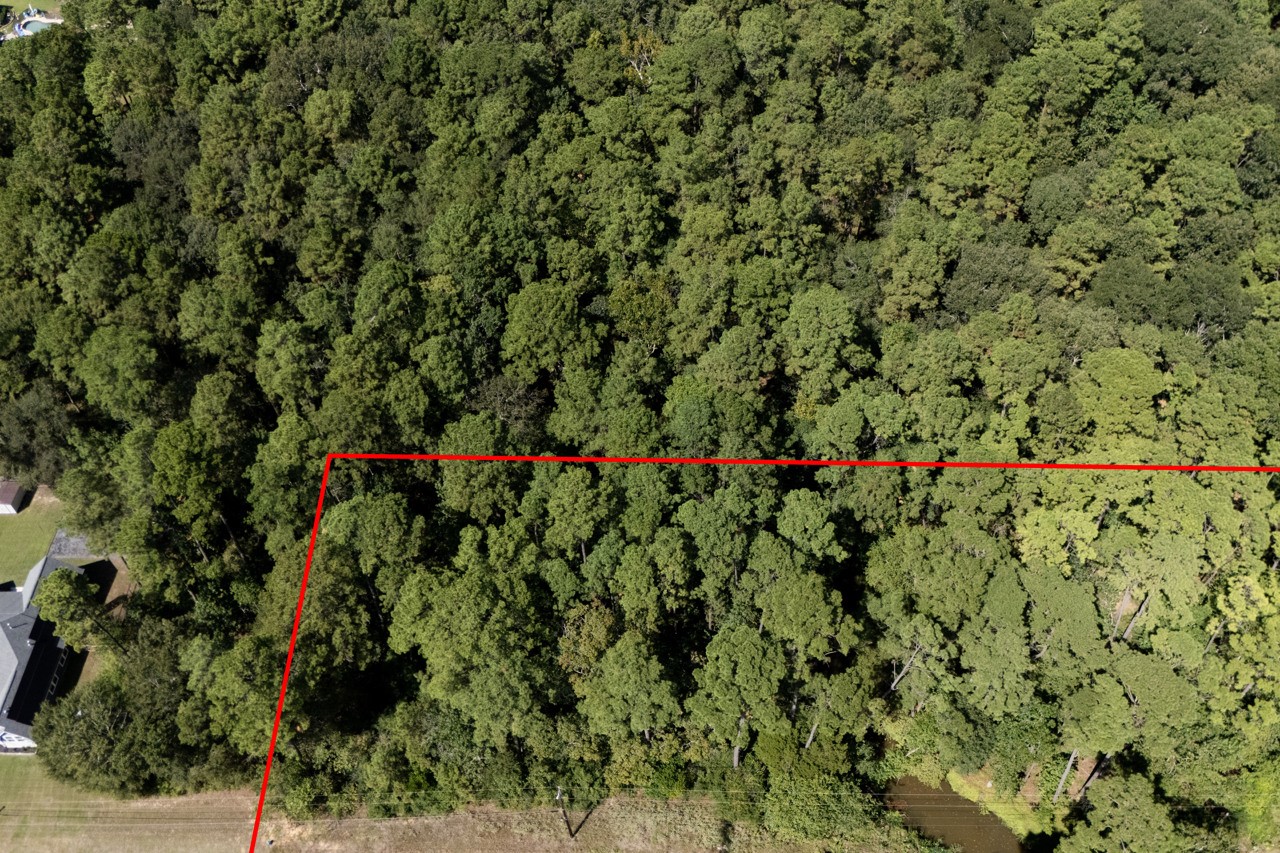 1135 Magnolia Point Drive Huffman, TX 77336 - Photo 3 of 8 a close up of a plant in a garden