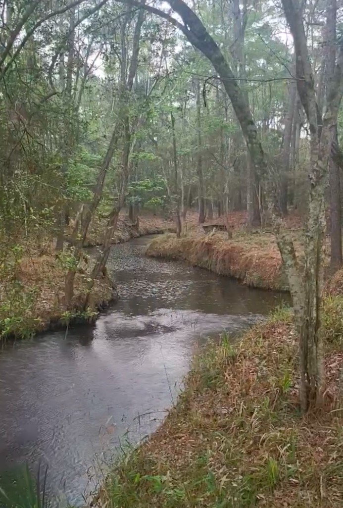 1135 Magnolia Point Drive Huffman, TX 77336 - Photo 7 of 8 a view of a forest with trees