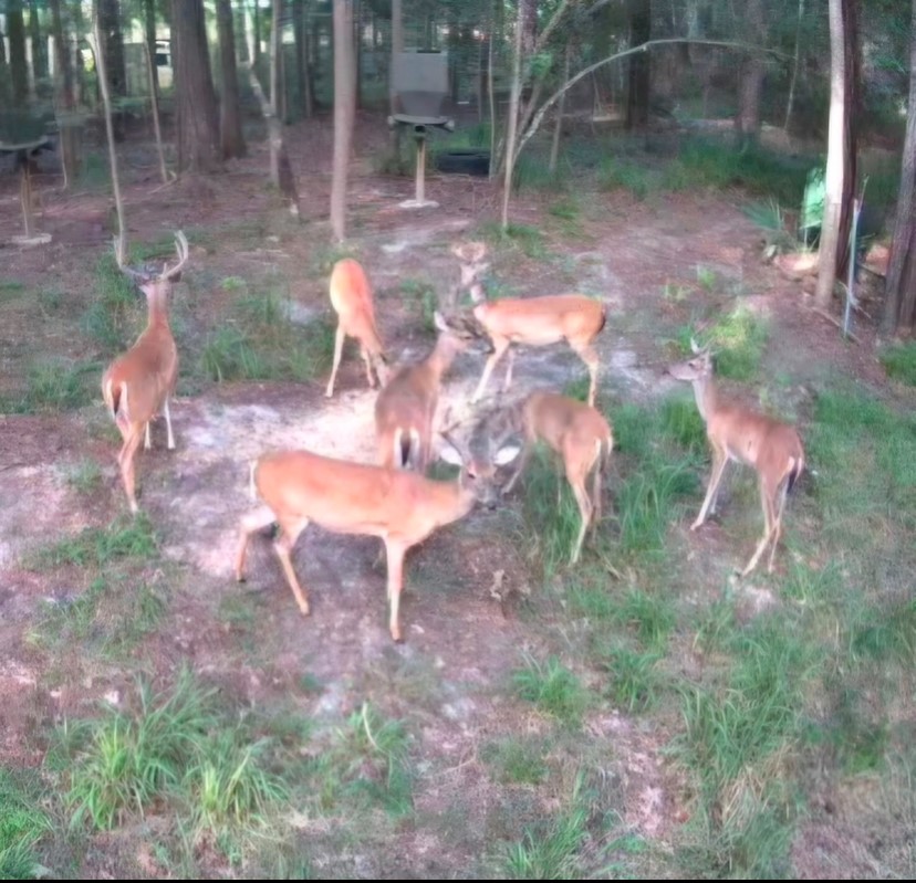1135 Magnolia Point Drive Huffman, TX 77336 - Photo 8 of 8 a backyard of a house with table and chairs