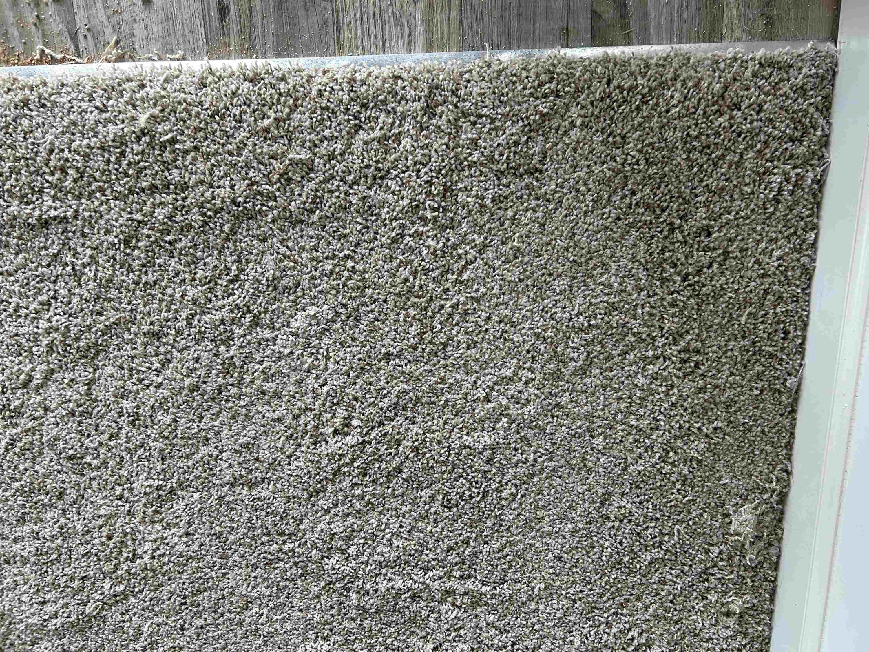 280 Riley Way Spring Hope, NC 27882 - Photo 15 of 29 Carpet
