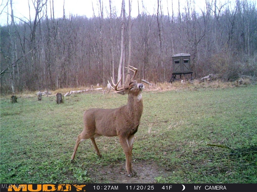 35620 Egypt North Road Barnesville, OH 43713 - Photo 39 of 41 Trail Cam pictures of wildlife on property