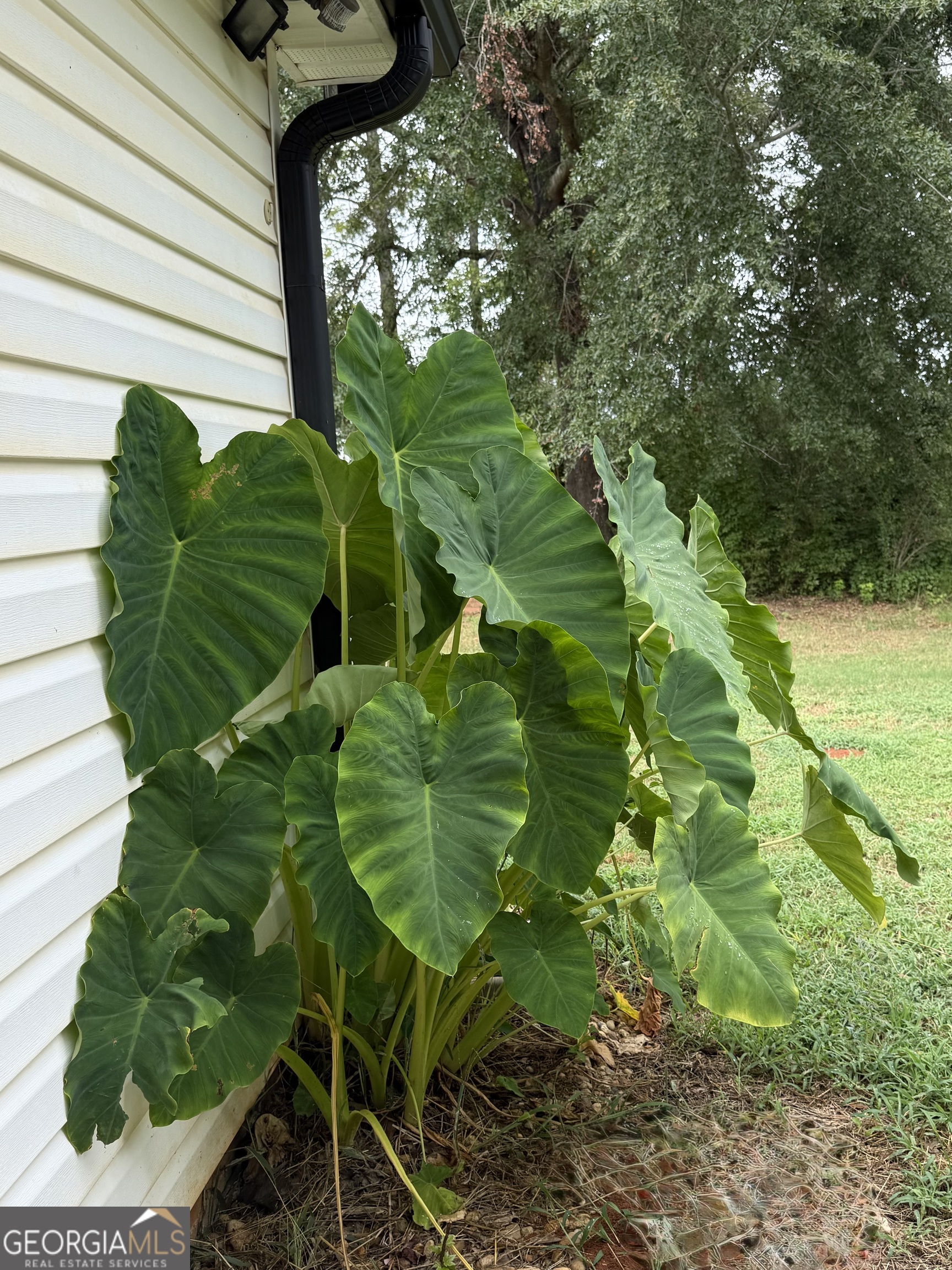 323 Snapping Shoals Road McDonough, GA 30252 - Photo 4 of 20 a green field with lots of trees