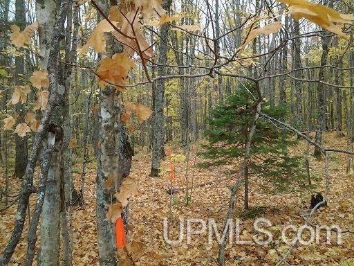 Tbd Whitefish Road Chatham, MI 49816 - Photo 12 of 30