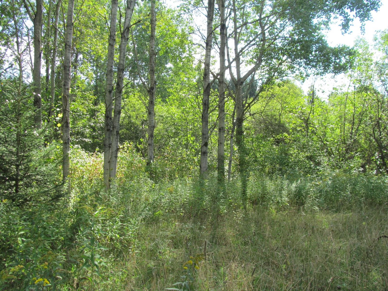 5981 North 41 1/2 Road Manton, MI 49663 - Photo 59 of 69