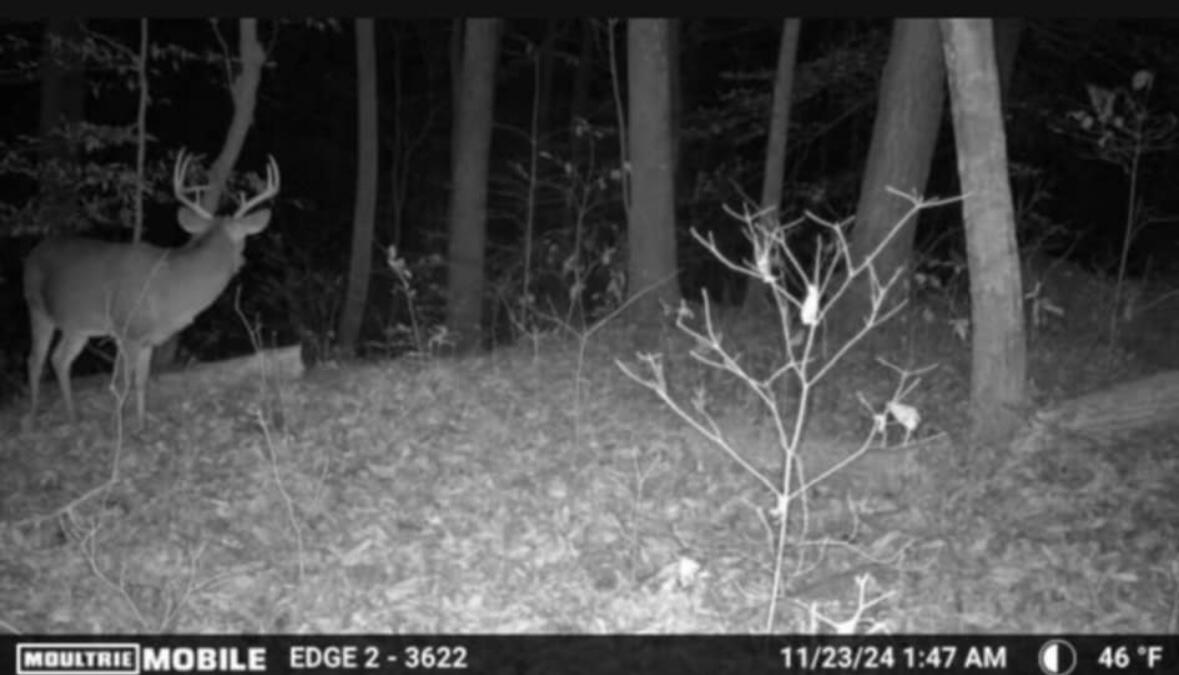 0 Egypt Hollow Road Trenton, GA 30752 - Photo 11 of 15 IMG_1584