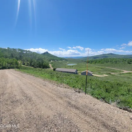 a view of a lush green forest