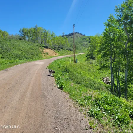 a view of a lush green forest