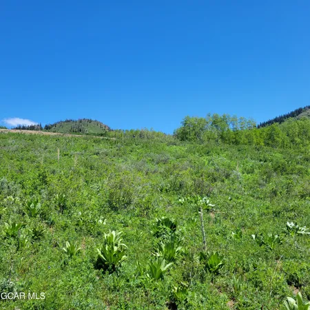 a view of a lush green space