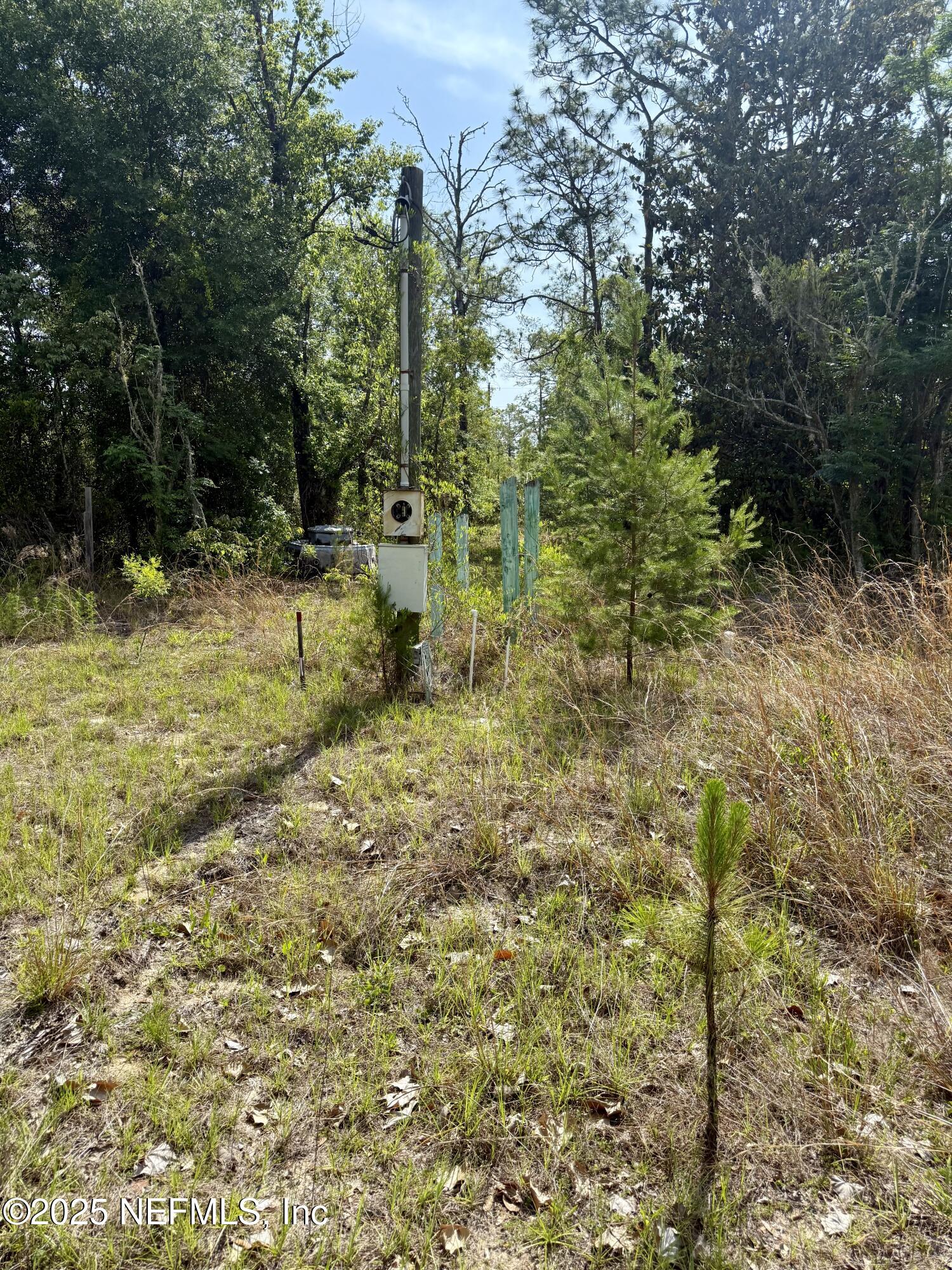 116 Palm Drive Interlachen, FL 32148 - Photo 6 of 6 a view of yard