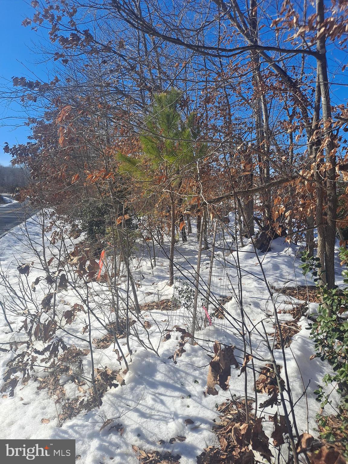 Ripley Road La Plata, MD 20646 - Photo 3 of 9 a view of a backyard of the house
