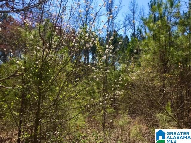 0 Teem Road, Unit 32A Cullman, AL 35057 - Photo 5 of 14