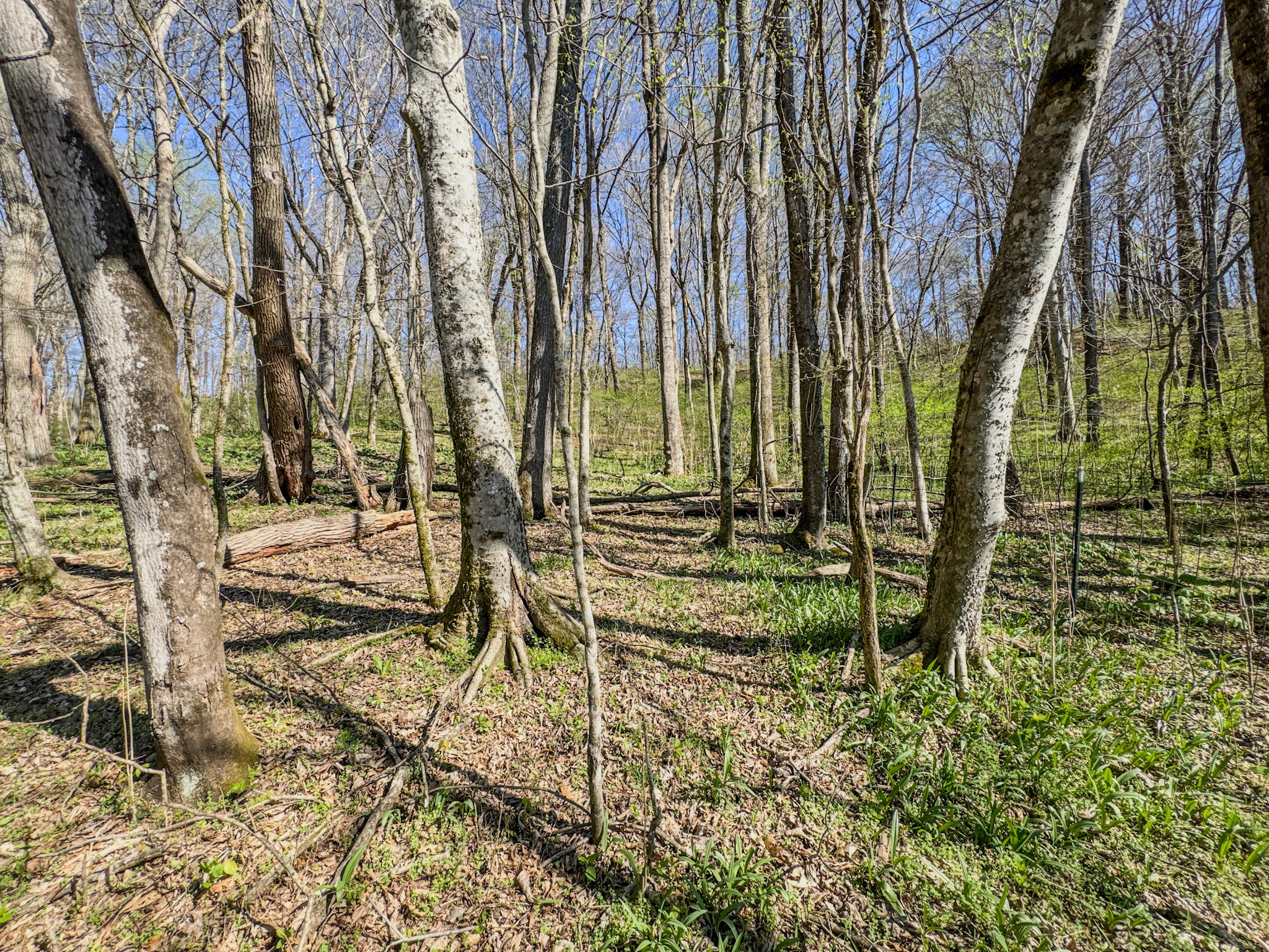 410 Britton Hollow Road Pulaski, TN 38478 - Photo 44 of 59 a view of yard