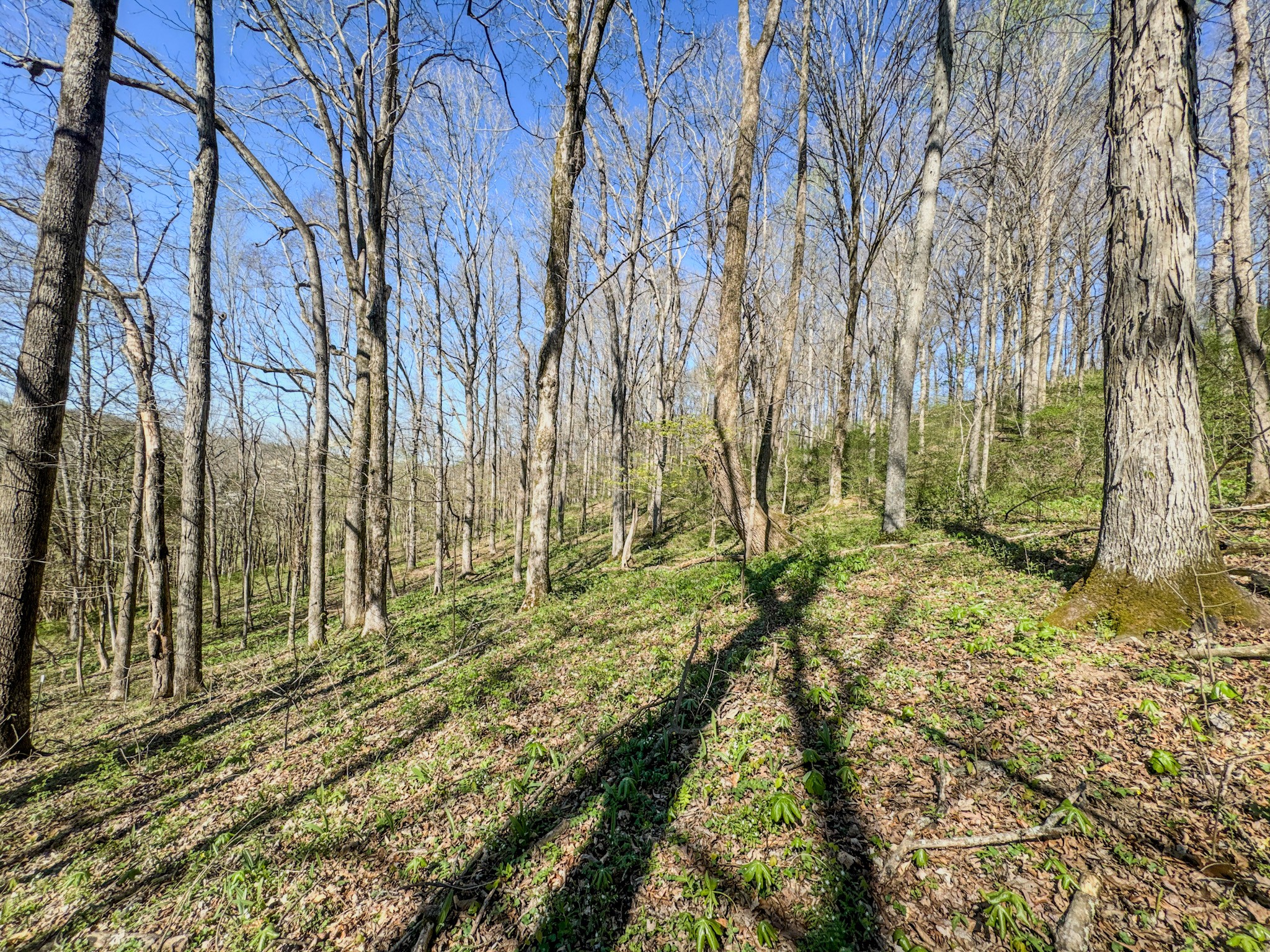 410 Britton Hollow Road Pulaski, TN 38478 - Photo 47 of 59 a view of outdoor space with yard