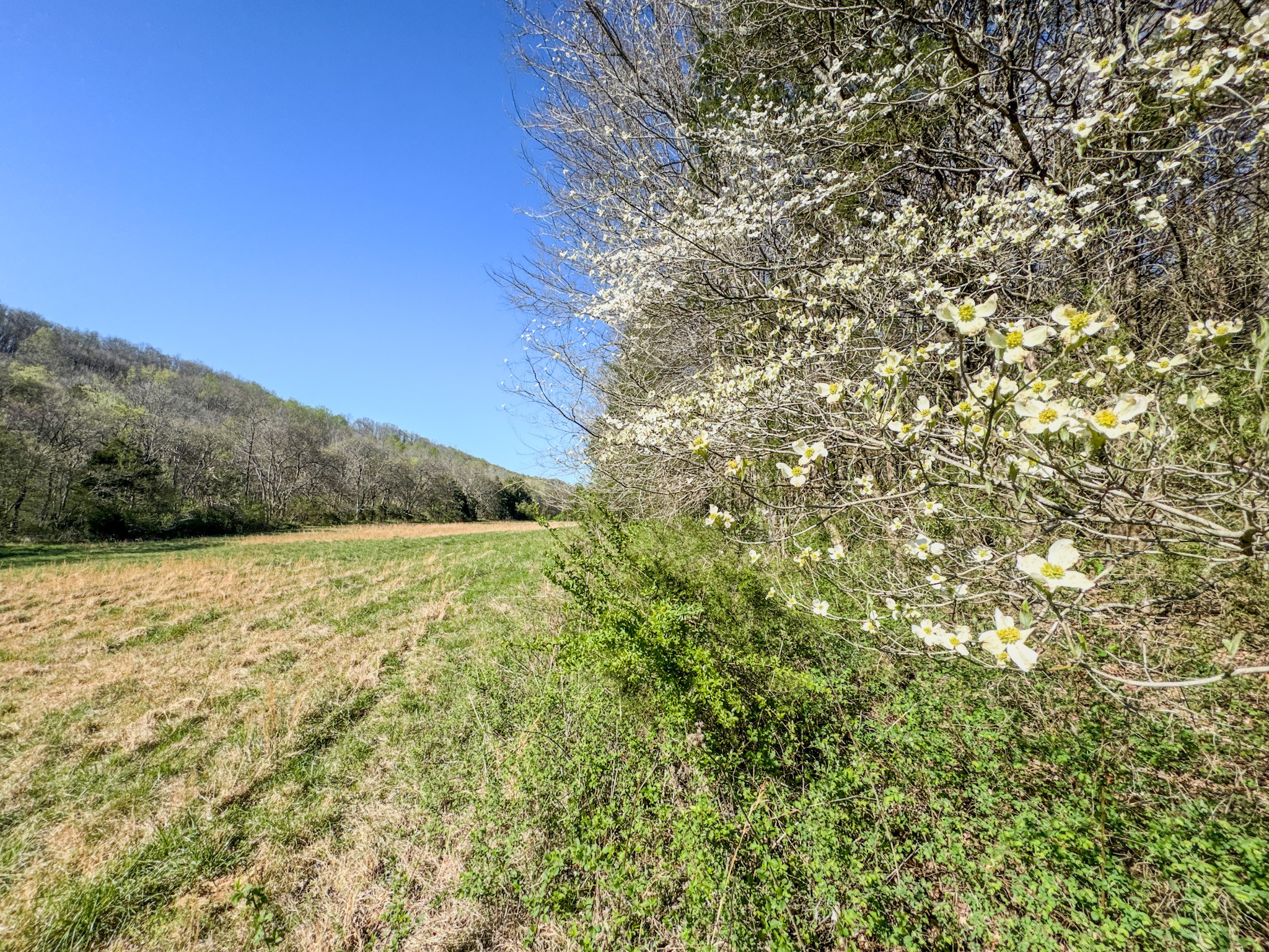 410 Britton Hollow Road Pulaski, TN 38478 - Photo 52 of 59 a view of a field with an outdoor space