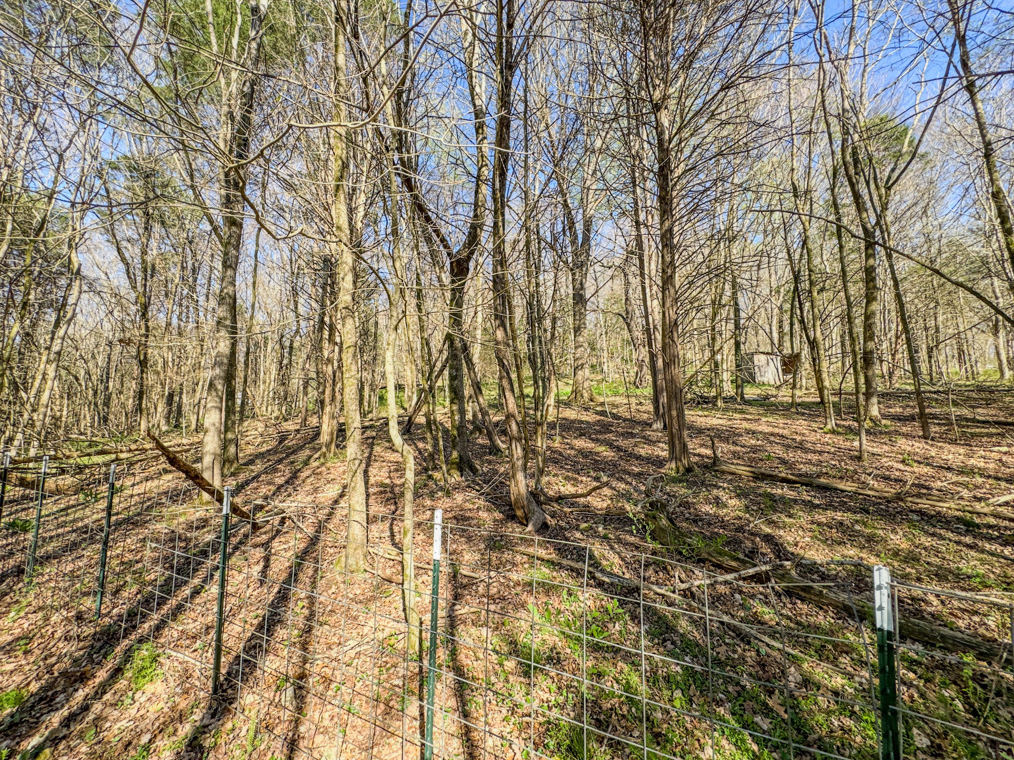 410 Britton Hollow Road Pulaski, TN 38478 - Photo 54 of 59 a view of yard