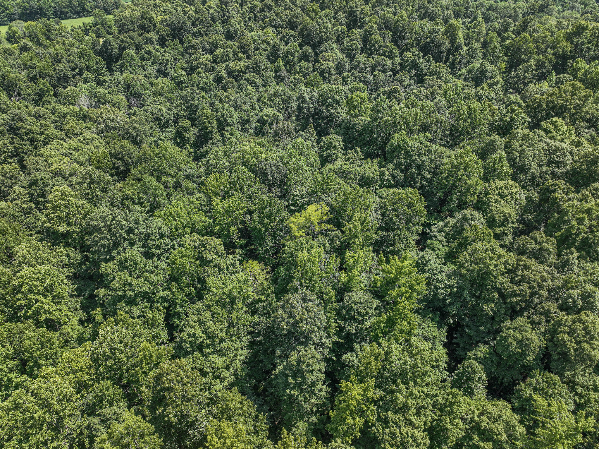 0 Adam Road Salem, KY 42078 - Photo 8 of 10 68+/- Acres