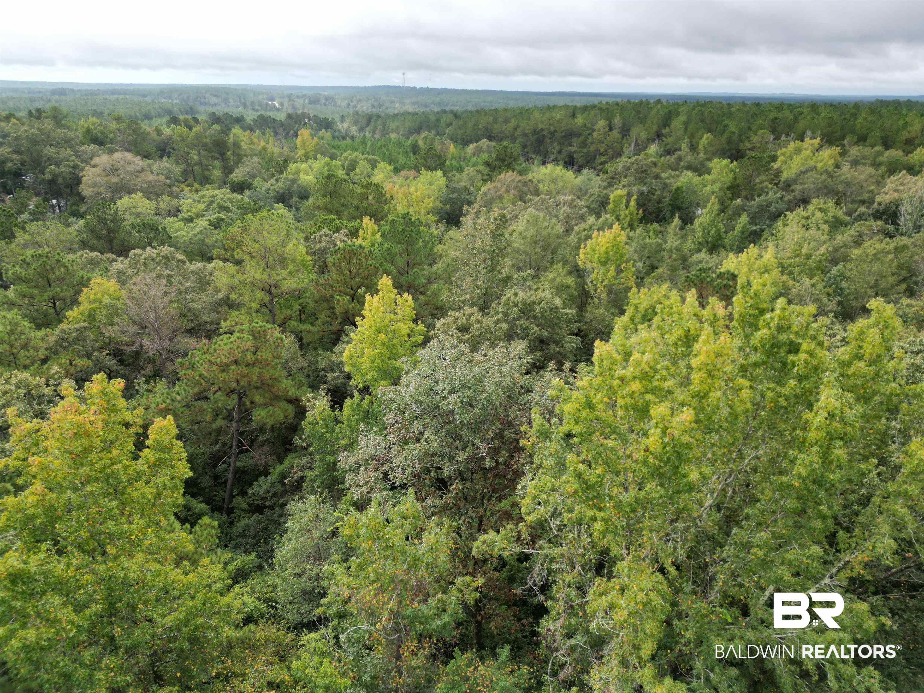 17606 Highway 41 Brewton, AL 36426 - Photo 5 of 13 Aerial view of a forest