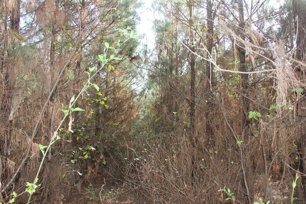 305 Ponderosa Road St. Matthews, SC 29135 - Photo 11 of 19 IMG_9859