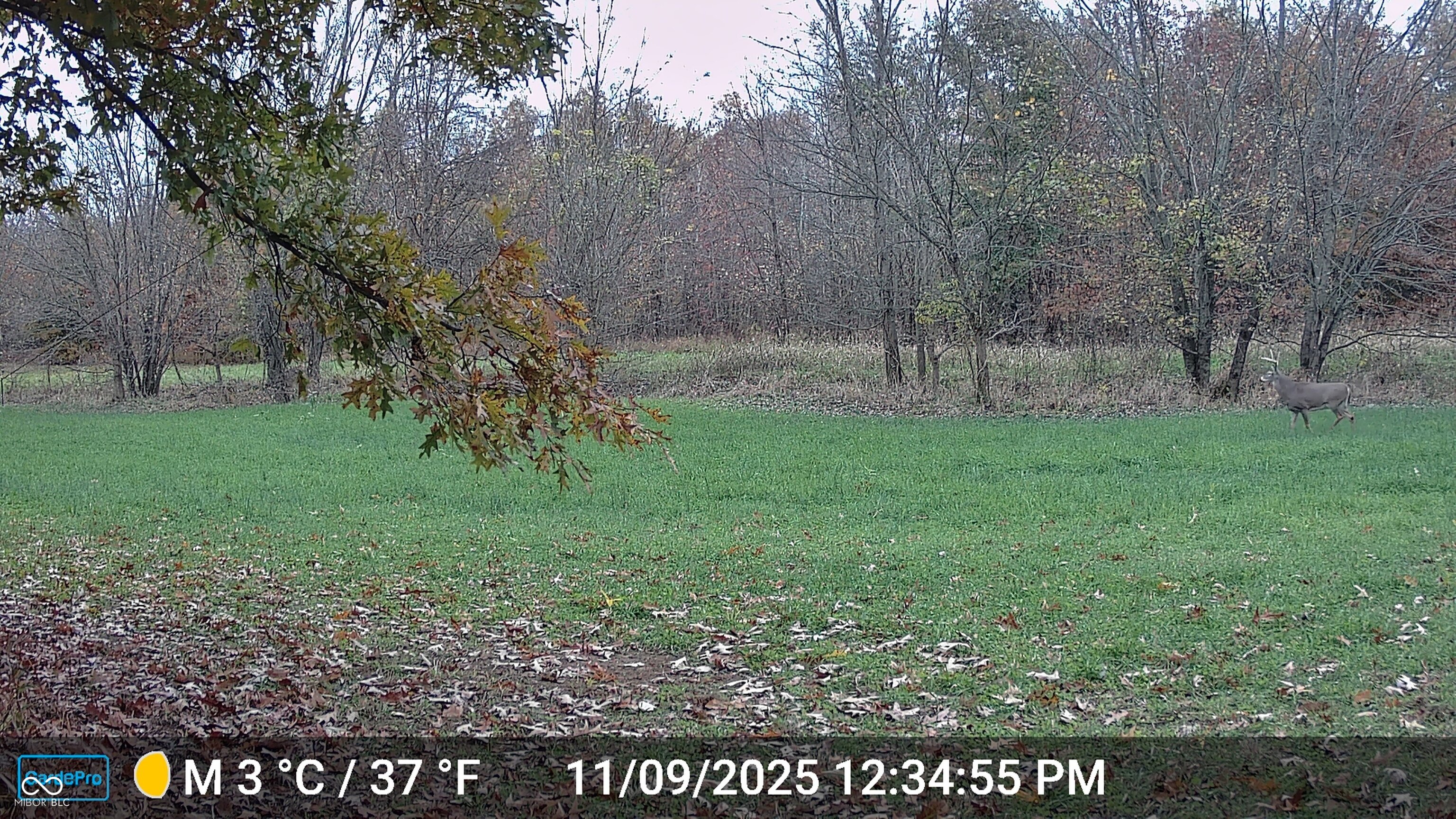 0 South Iron Mt Road Bloomfield, IN 47424 - Photo 40 of 77 Gallery Image 40