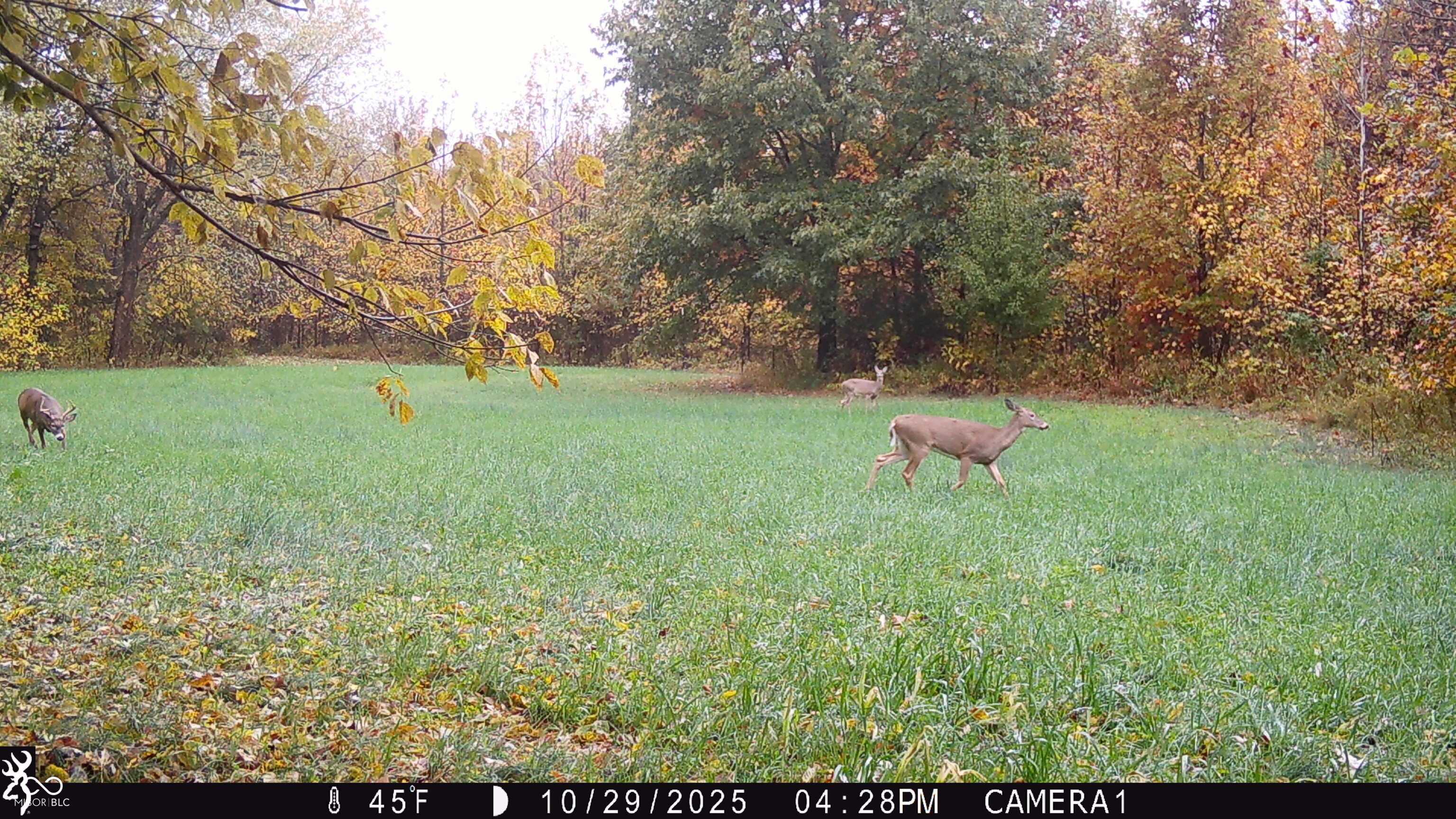 0 South Iron Mt Road Bloomfield, IN 47424 - Photo 44 of 77 Gallery Image 44