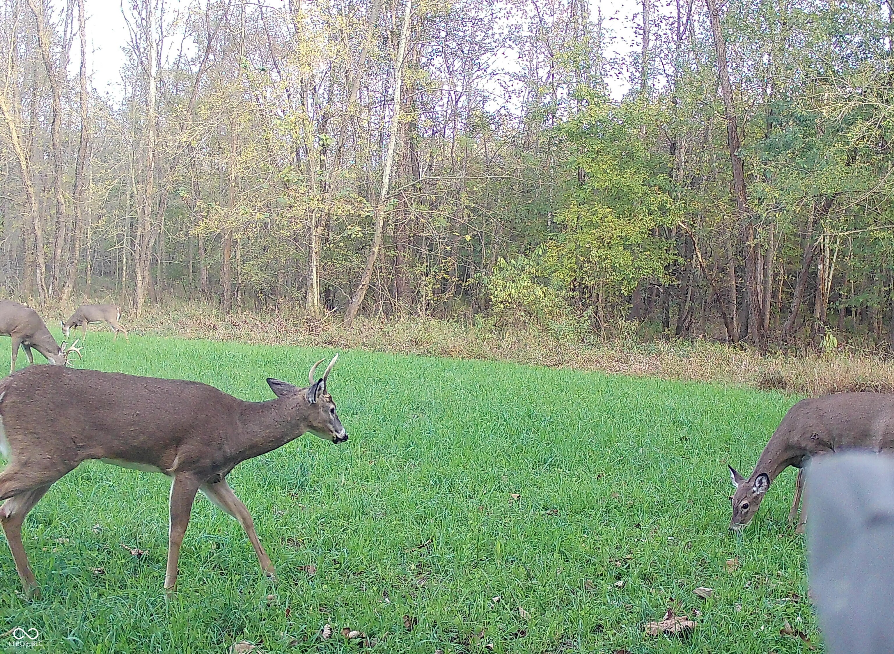 0 South Iron Mt Road Bloomfield, IN 47424 - Photo 49 of 77 Gallery Image 49