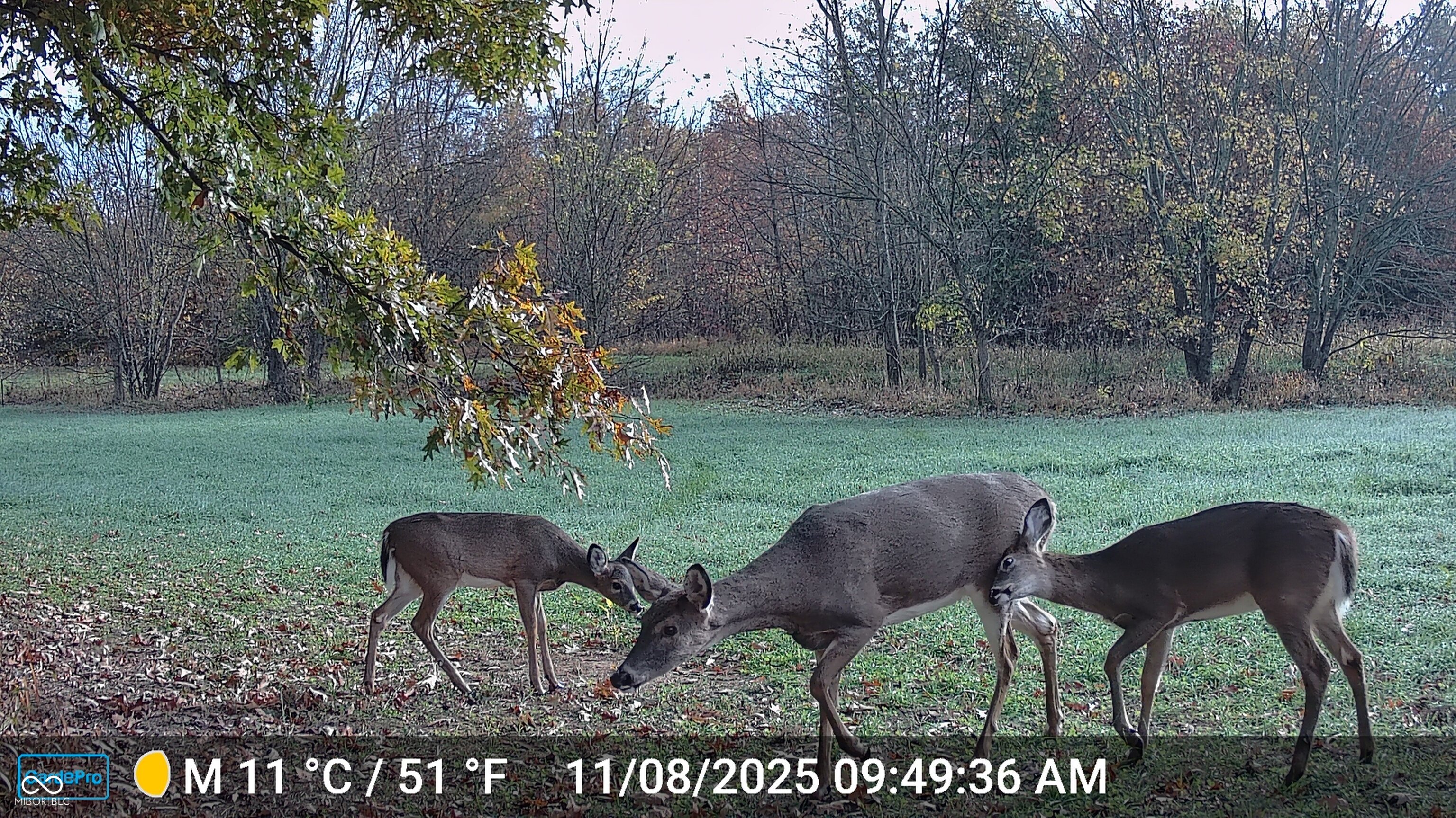 0 South Iron Mt Road Bloomfield, IN 47424 - Photo 63 of 77 Gallery Image 63