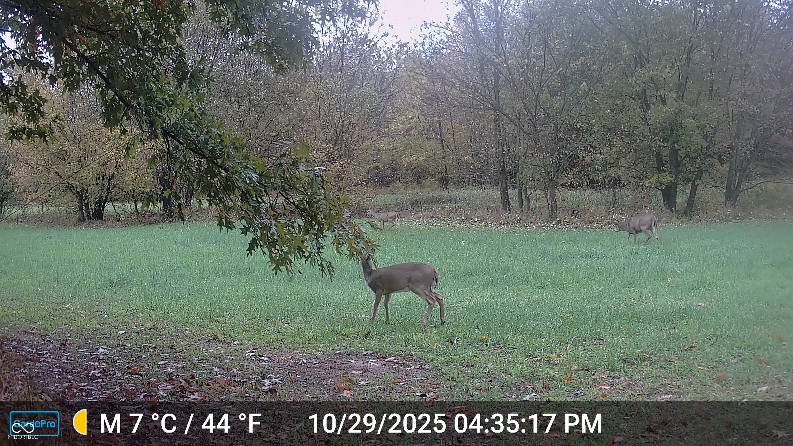 0 South Iron Mt Road Bloomfield, IN 47424 - Photo 65 of 77 Gallery Image 65