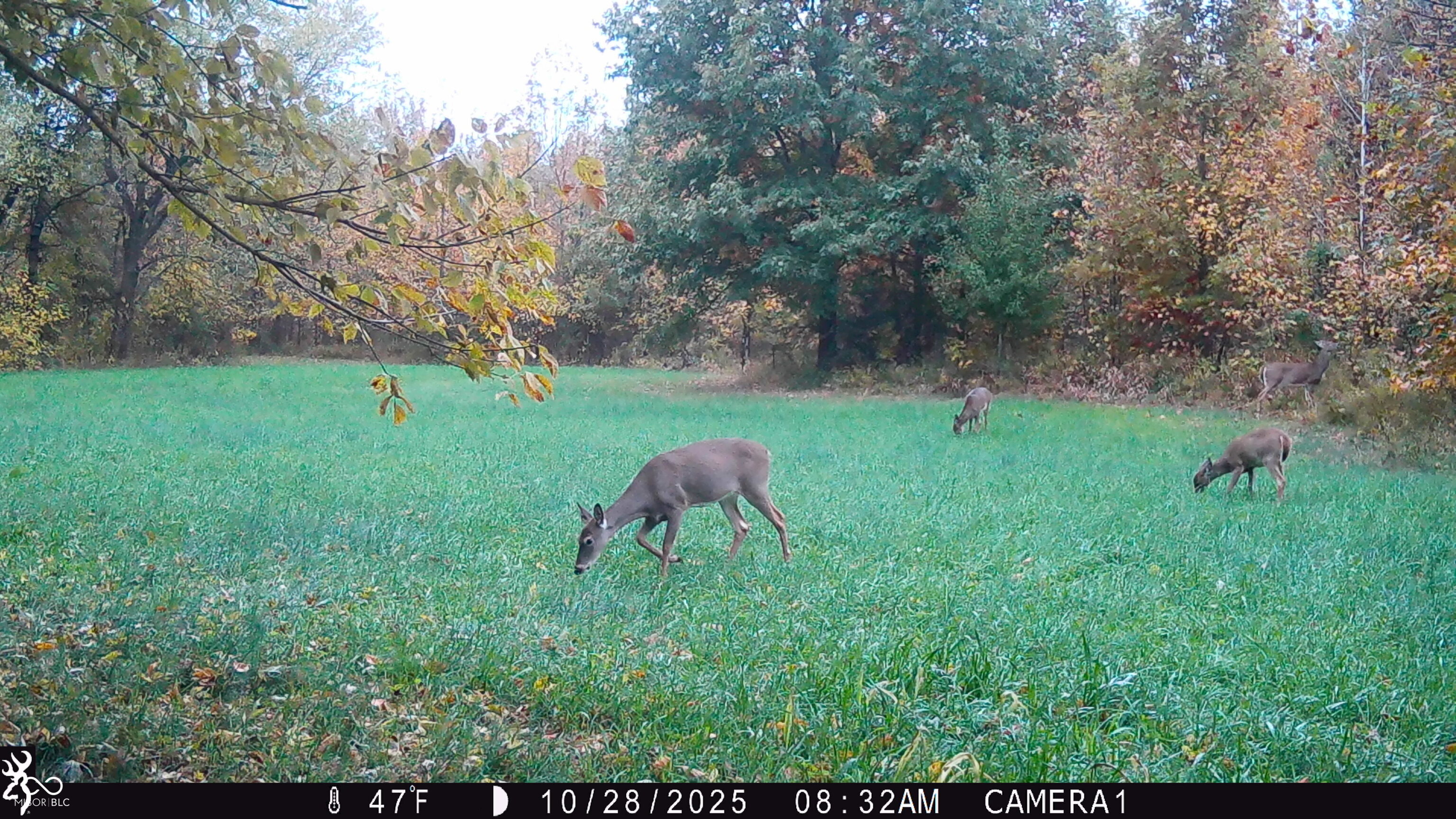 0 South Iron Mt Road Bloomfield, IN 47424 - Photo 66 of 77 Gallery Image 66