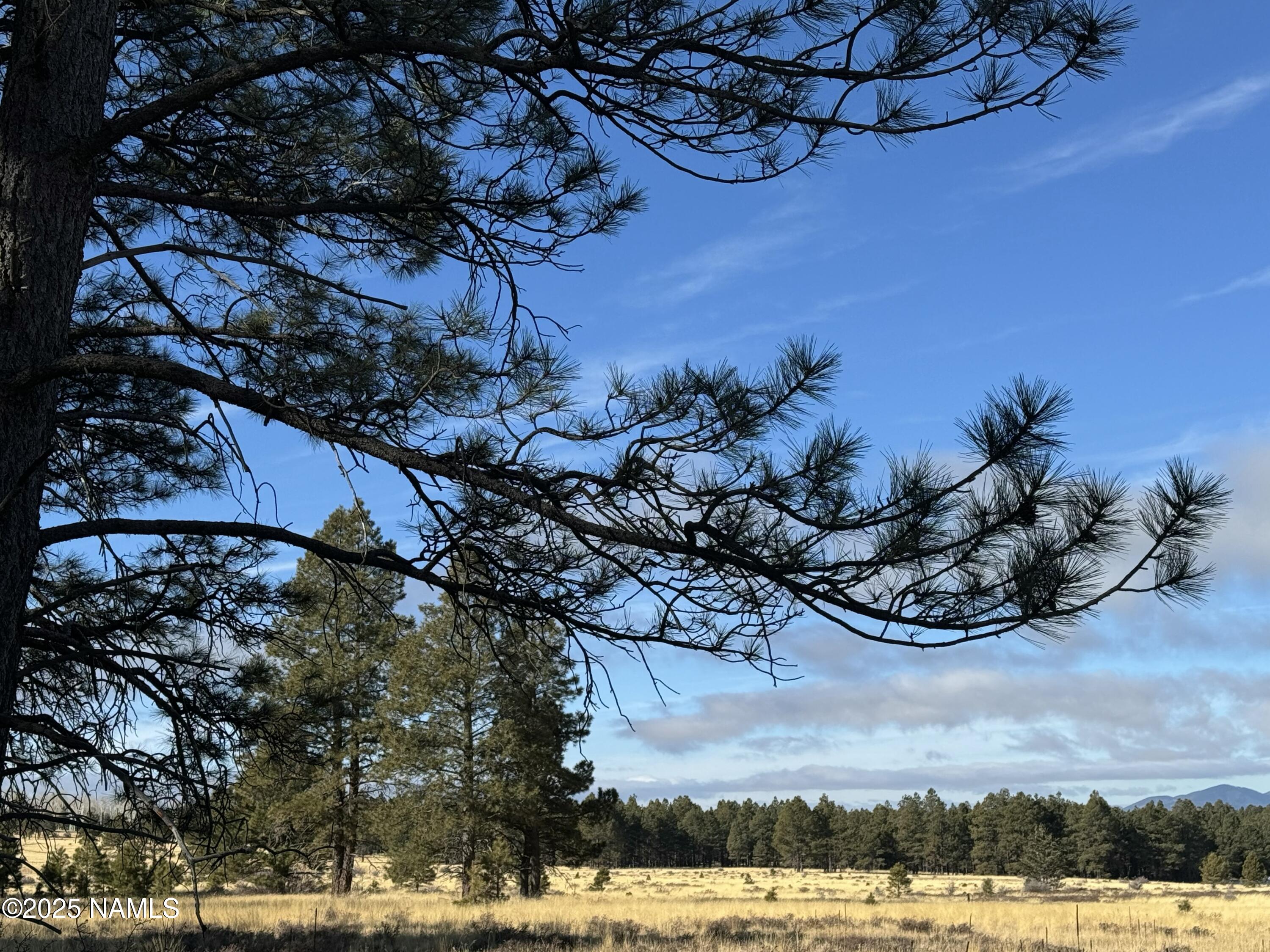 3 Hart Prairie Road Flagstaff, AZ 86001 - Photo 18 of 30 a view of a tree in a yard