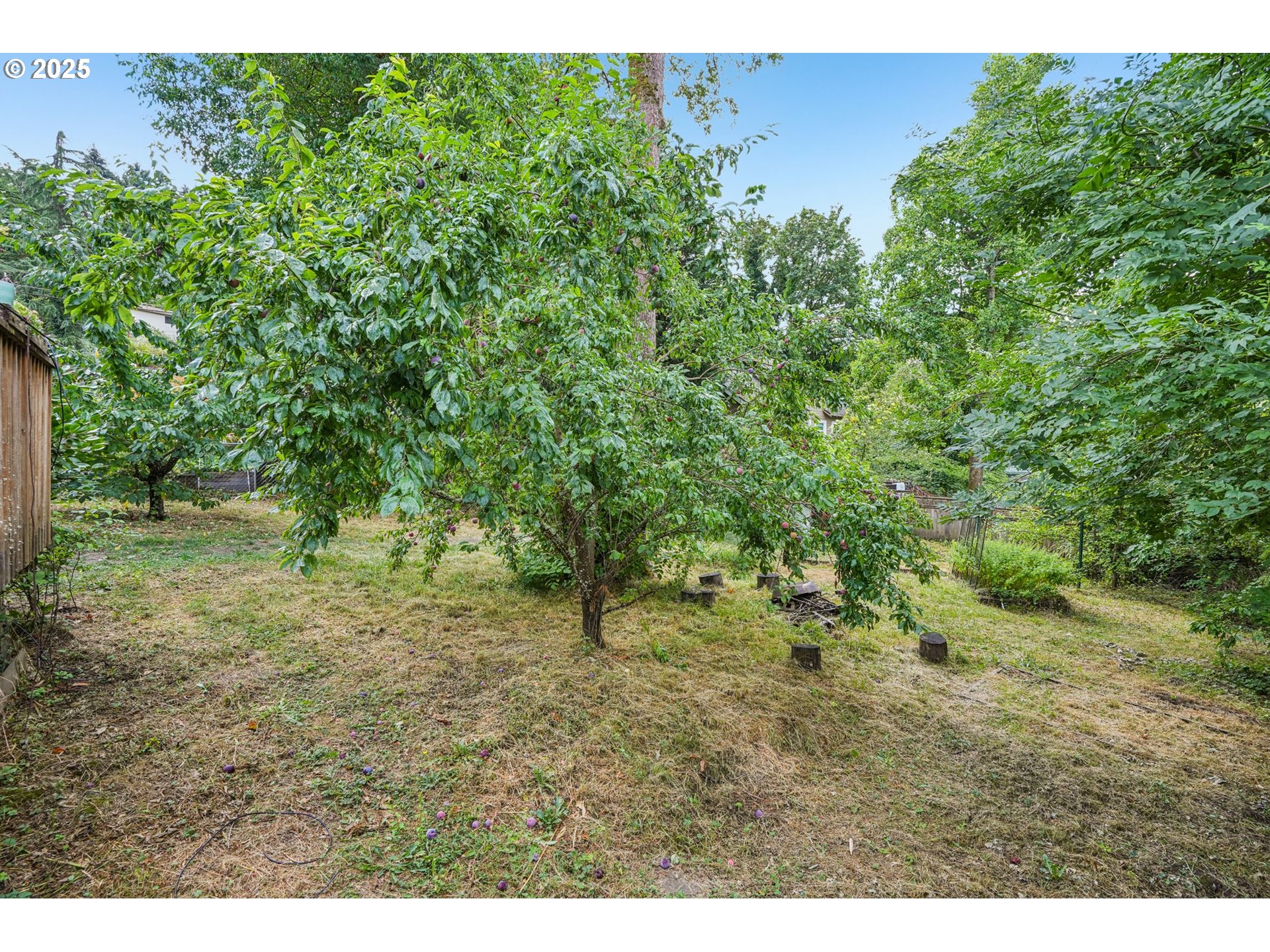 9281 Southwest Boones Ferry Road Portland, OR 97219 - Photo 25 of 27 a view of a yard with a tree