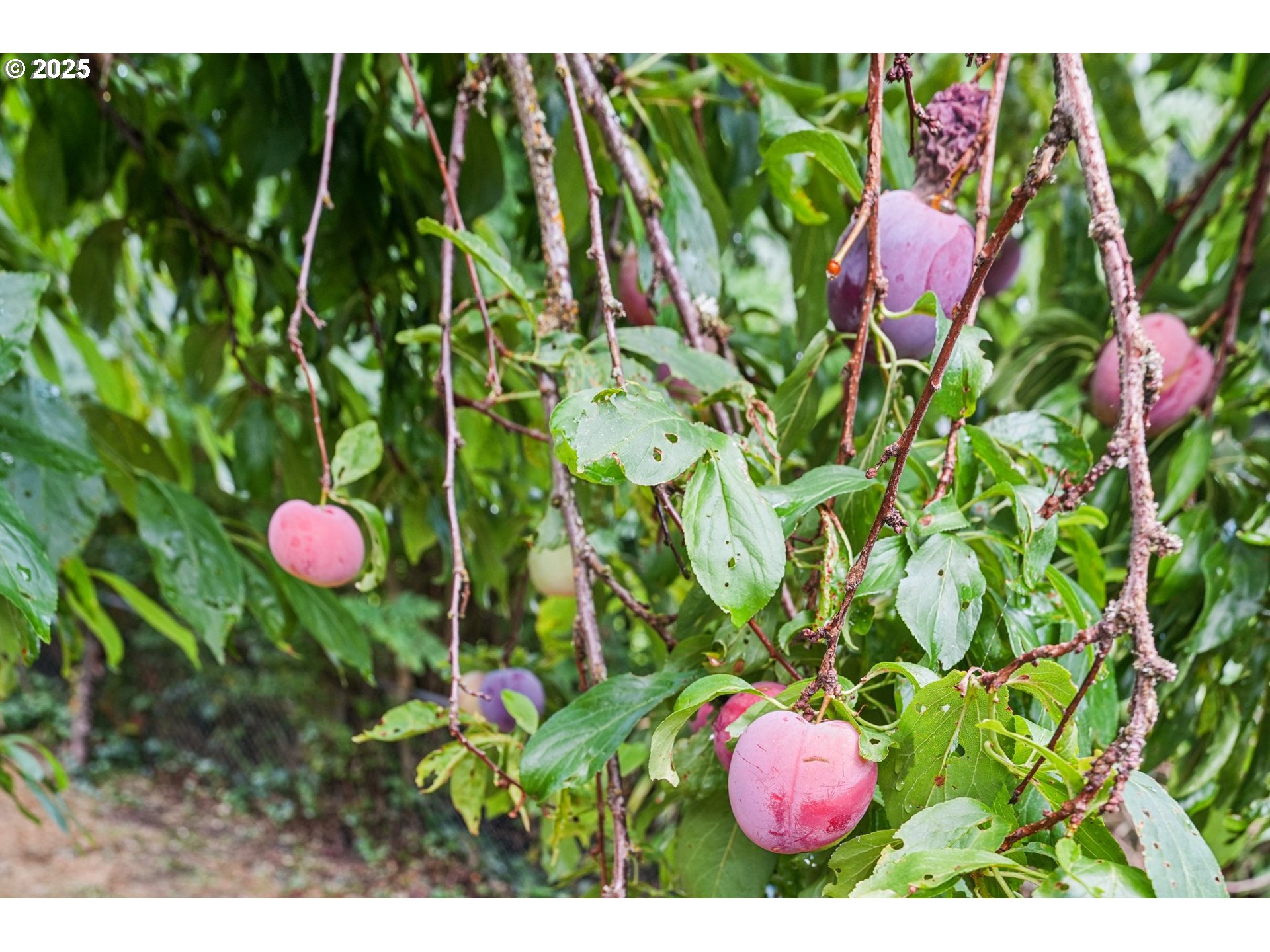 9281 Southwest Boones Ferry Road Portland, OR 97219 - Photo 26 of 27 a view of a bunch of flowers in a garden