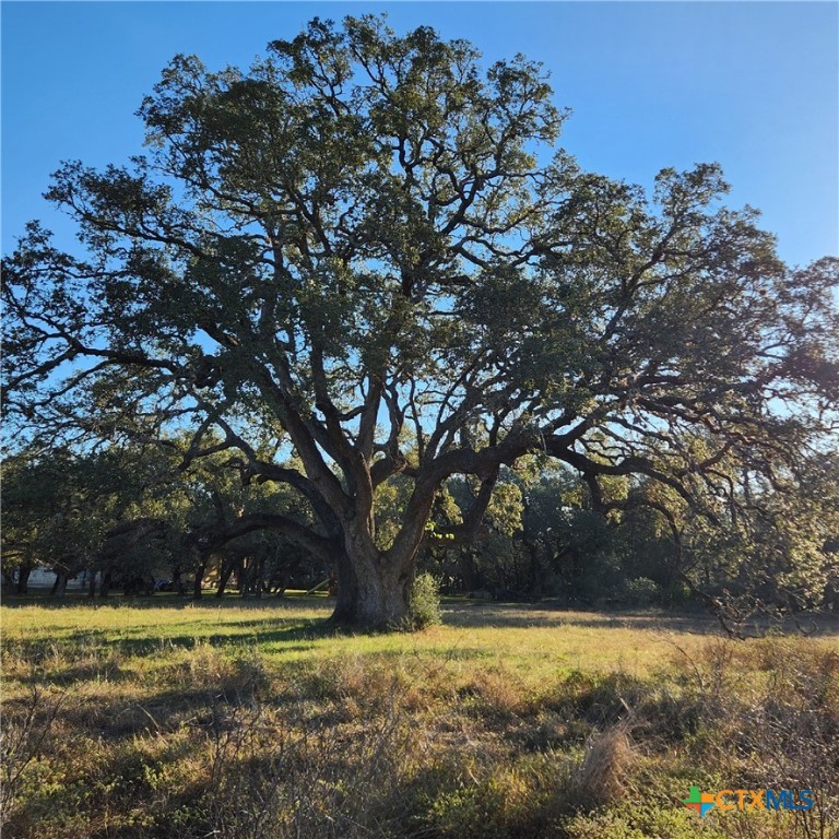 27215 Park Loop Road New Braunfels, TX 78132 - Photo 2 of 32 a view of a yard with a tree