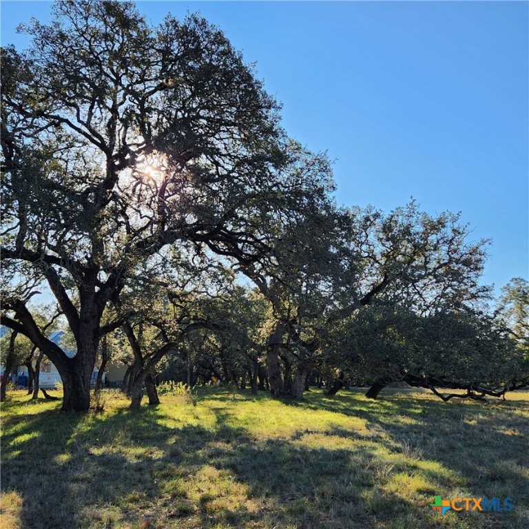 27215 Park Loop Road New Braunfels, TX 78132 - Photo 5 of 32 a view of yard with trees
