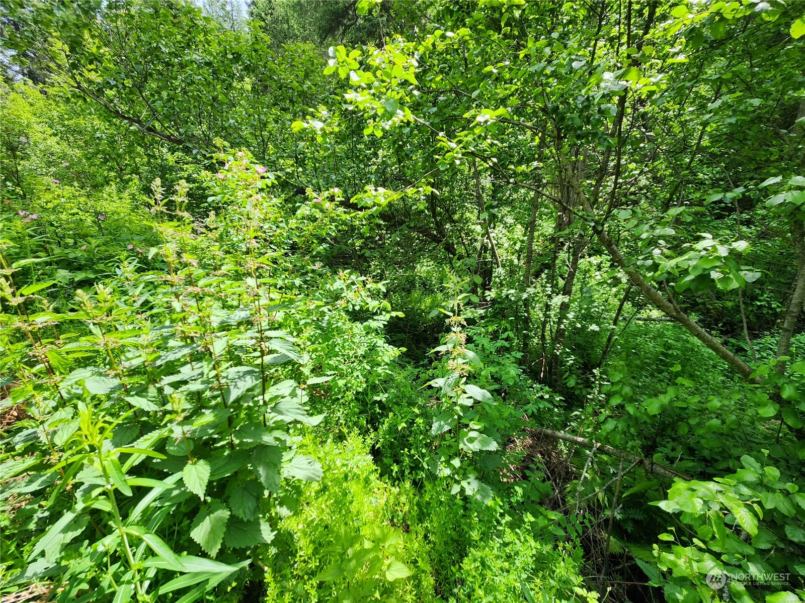 -tbd Tbd Well Creek Road Inchelium, WA 99138 - Photo 12 of 15 Gallery Image 12