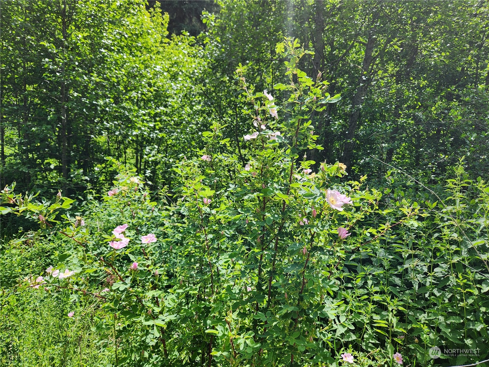 -tbd Tbd Well Creek Road Inchelium, WA 99138 - Photo 5 of 15 Gallery Image 5