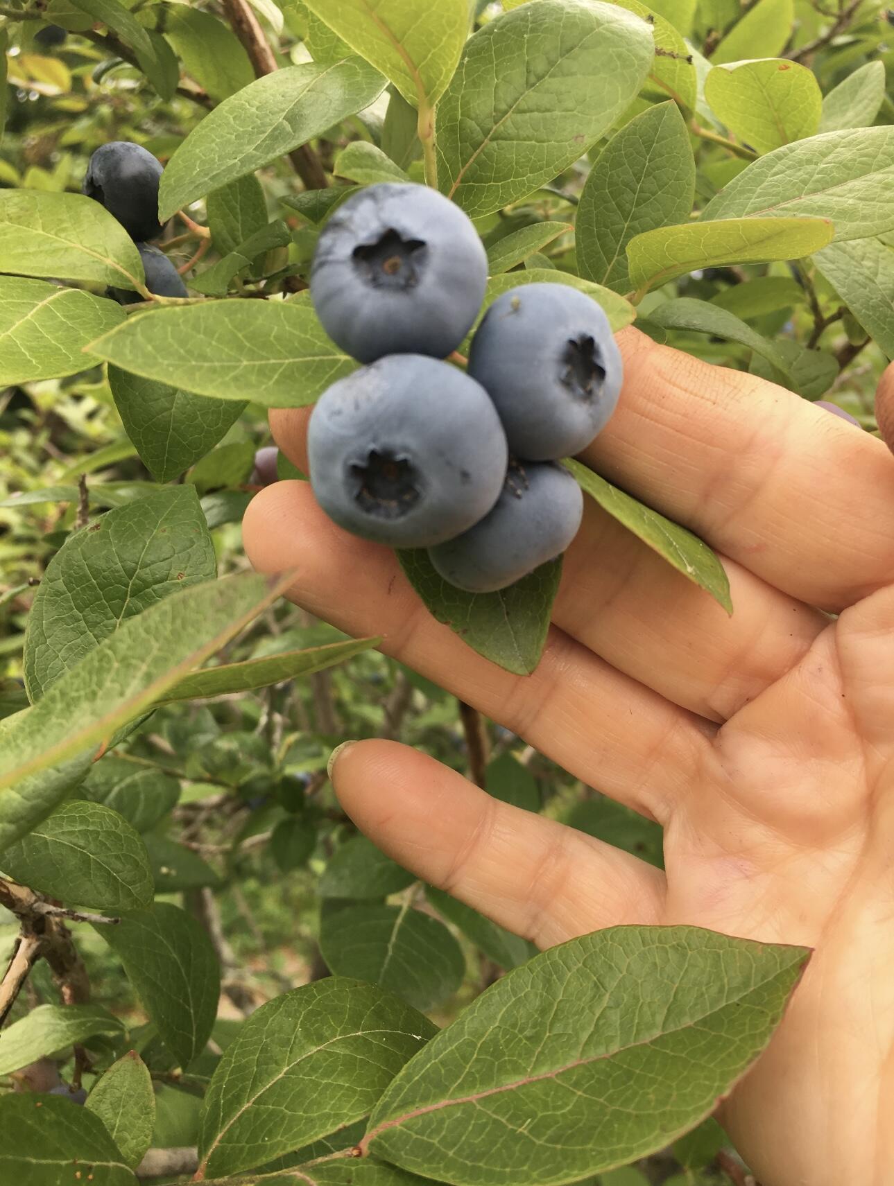 361 Waldoboro Road Friendship, ME 04547 - Photo 78 of 80 IMG_9543