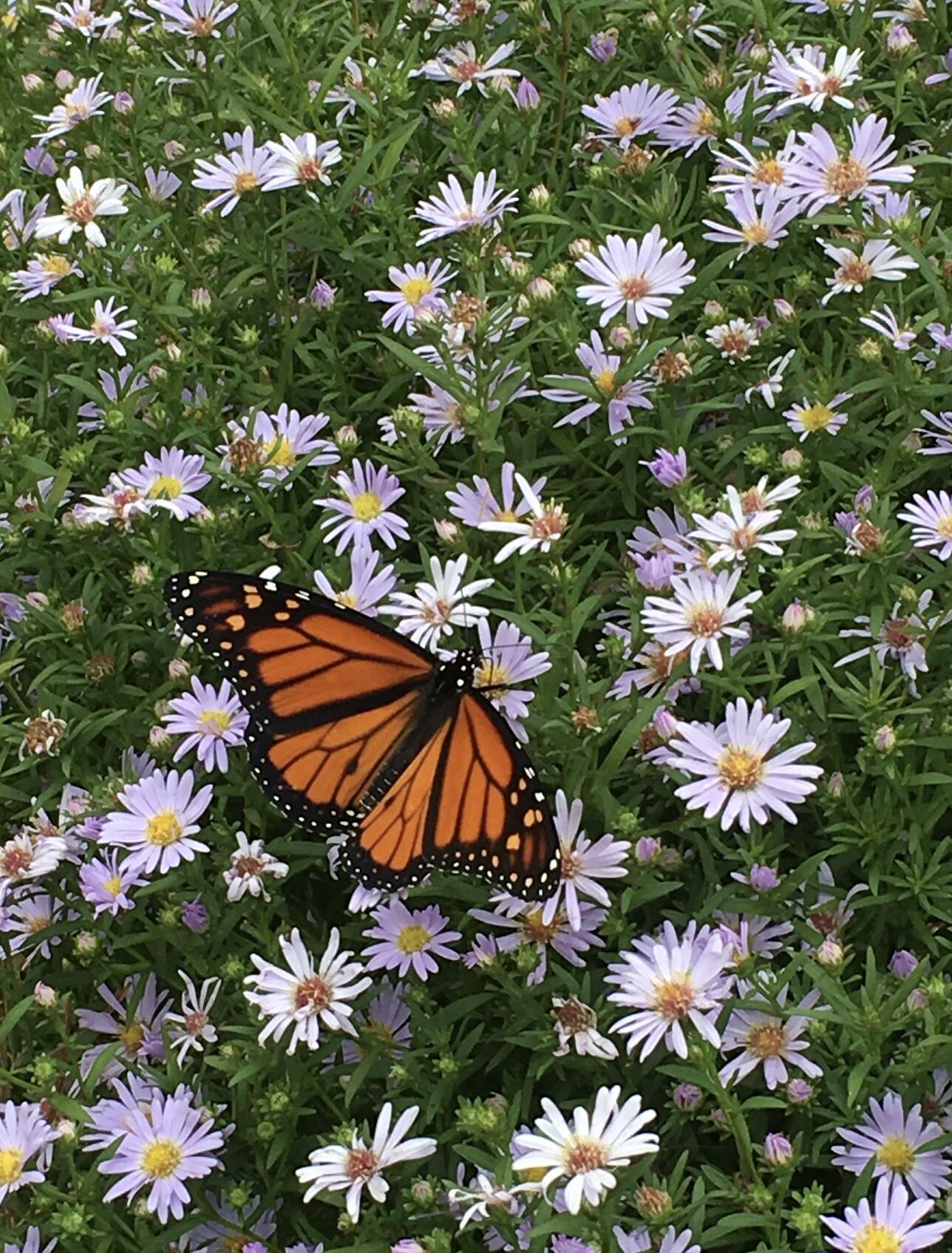 361 Waldoboro Road Friendship, ME 04547 - Photo 79 of 80 IMG_9549